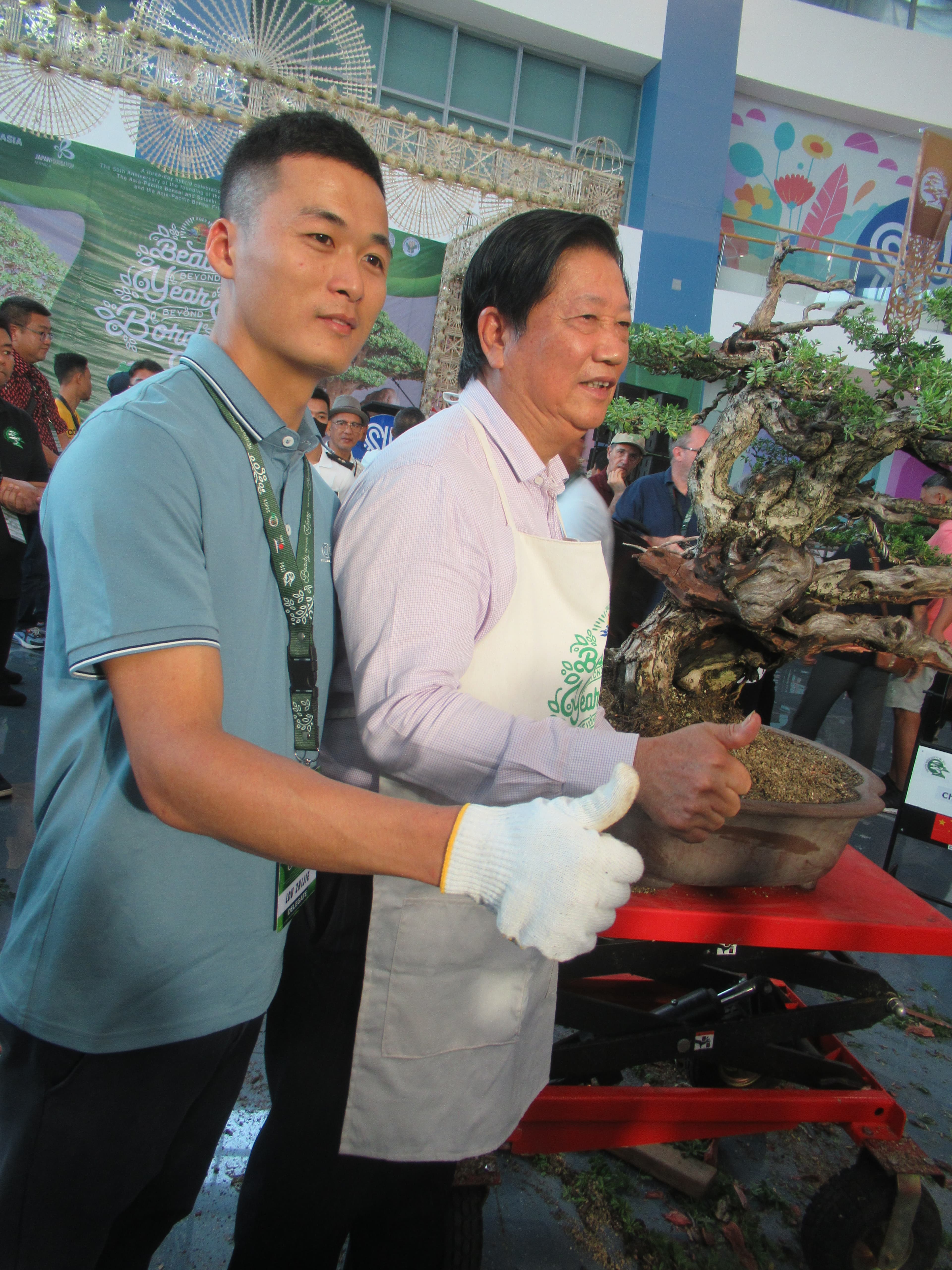 Ancient Chinese Banyan Bonsai