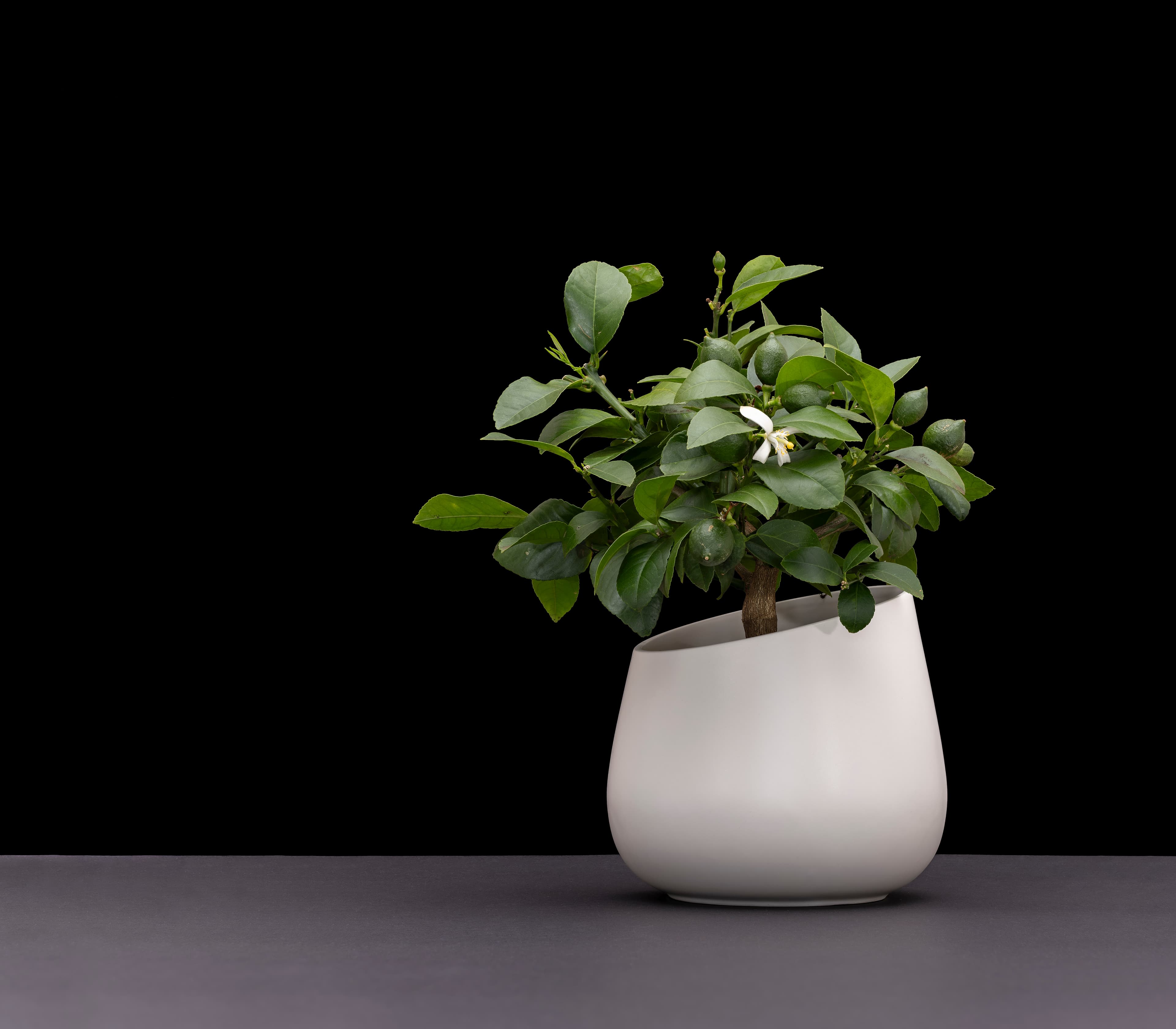 Fruiting Calamondin Bonsai