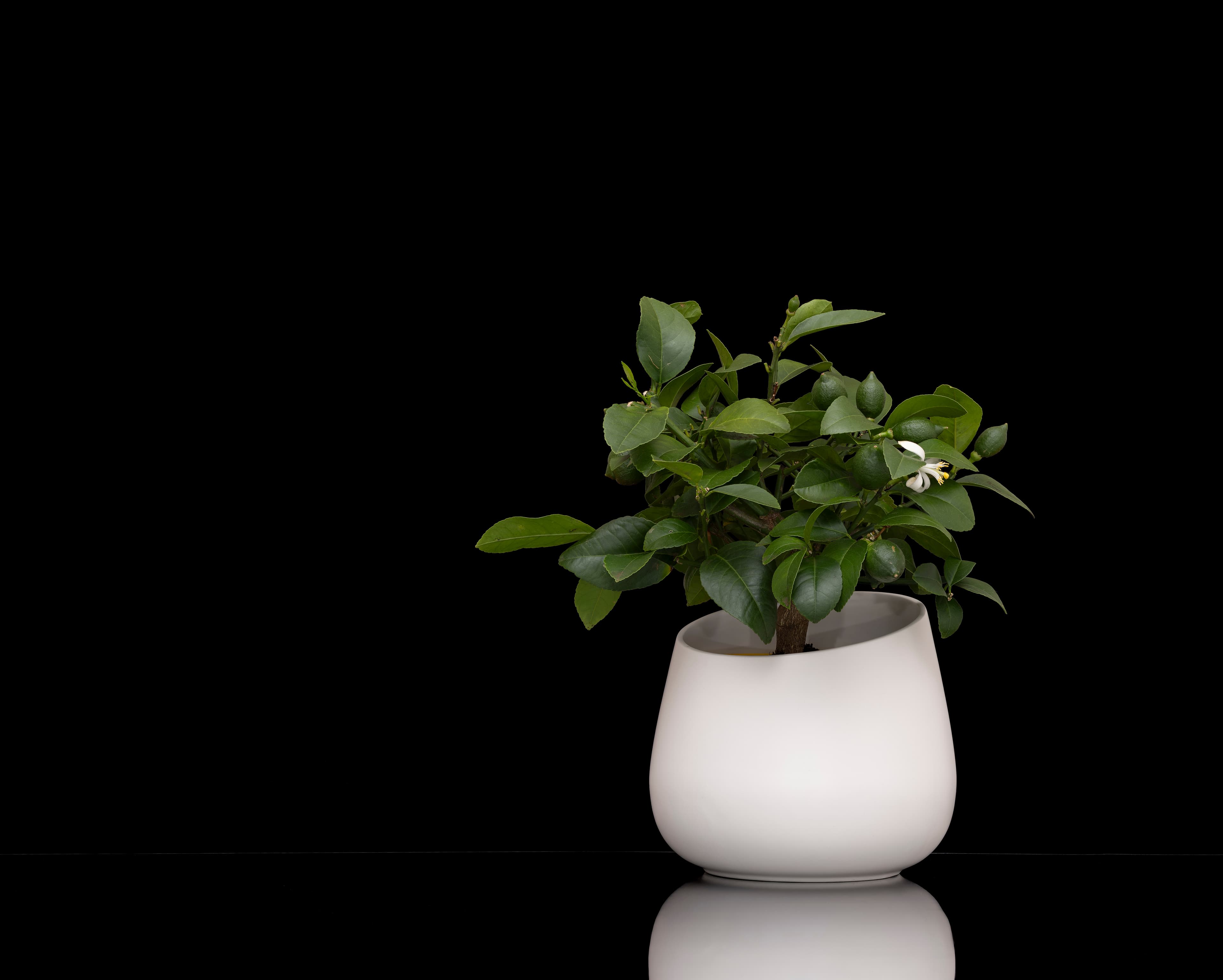 Calamondin Citrus Bonsai