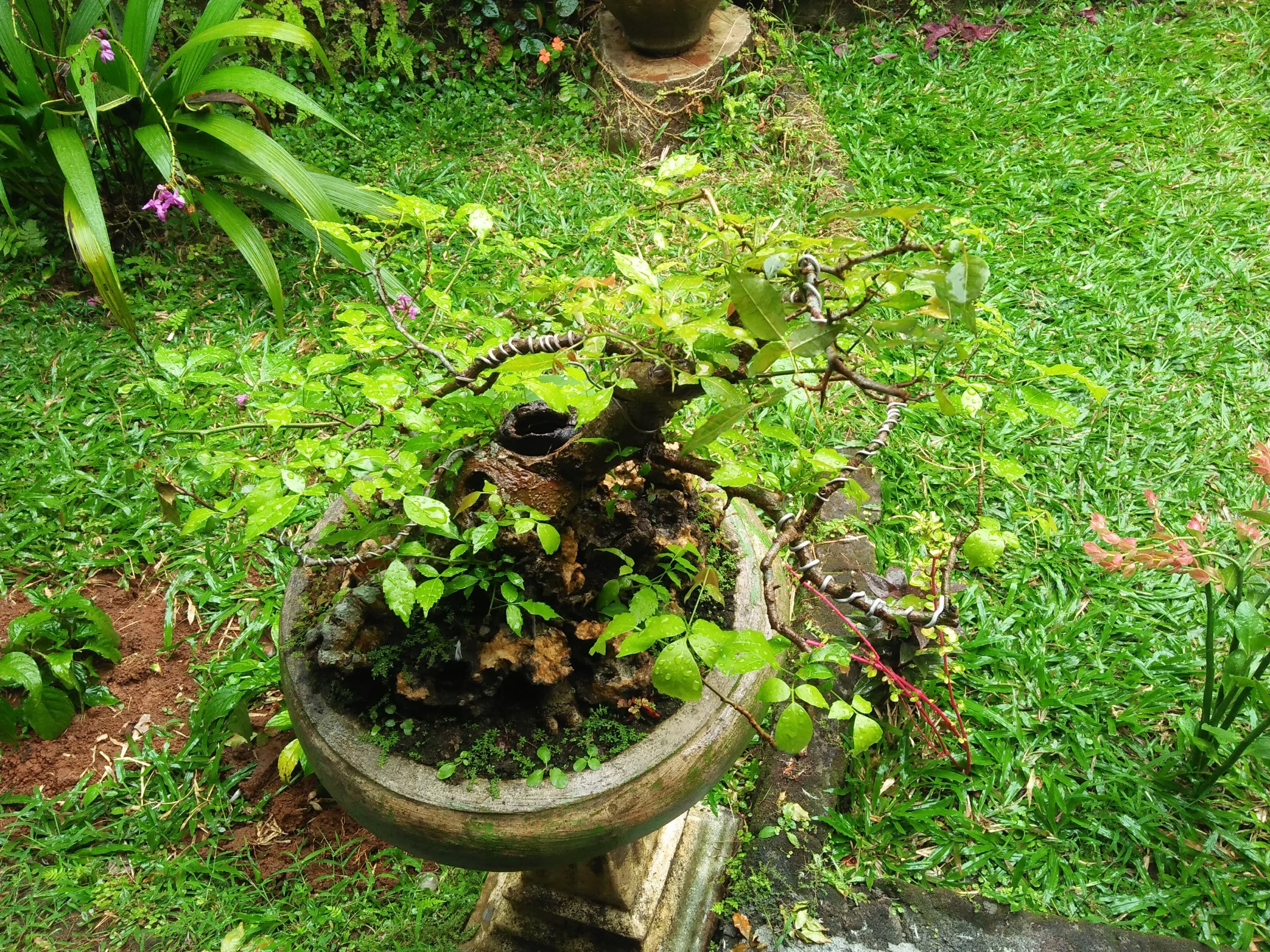 Gnarled Premna Bonsai