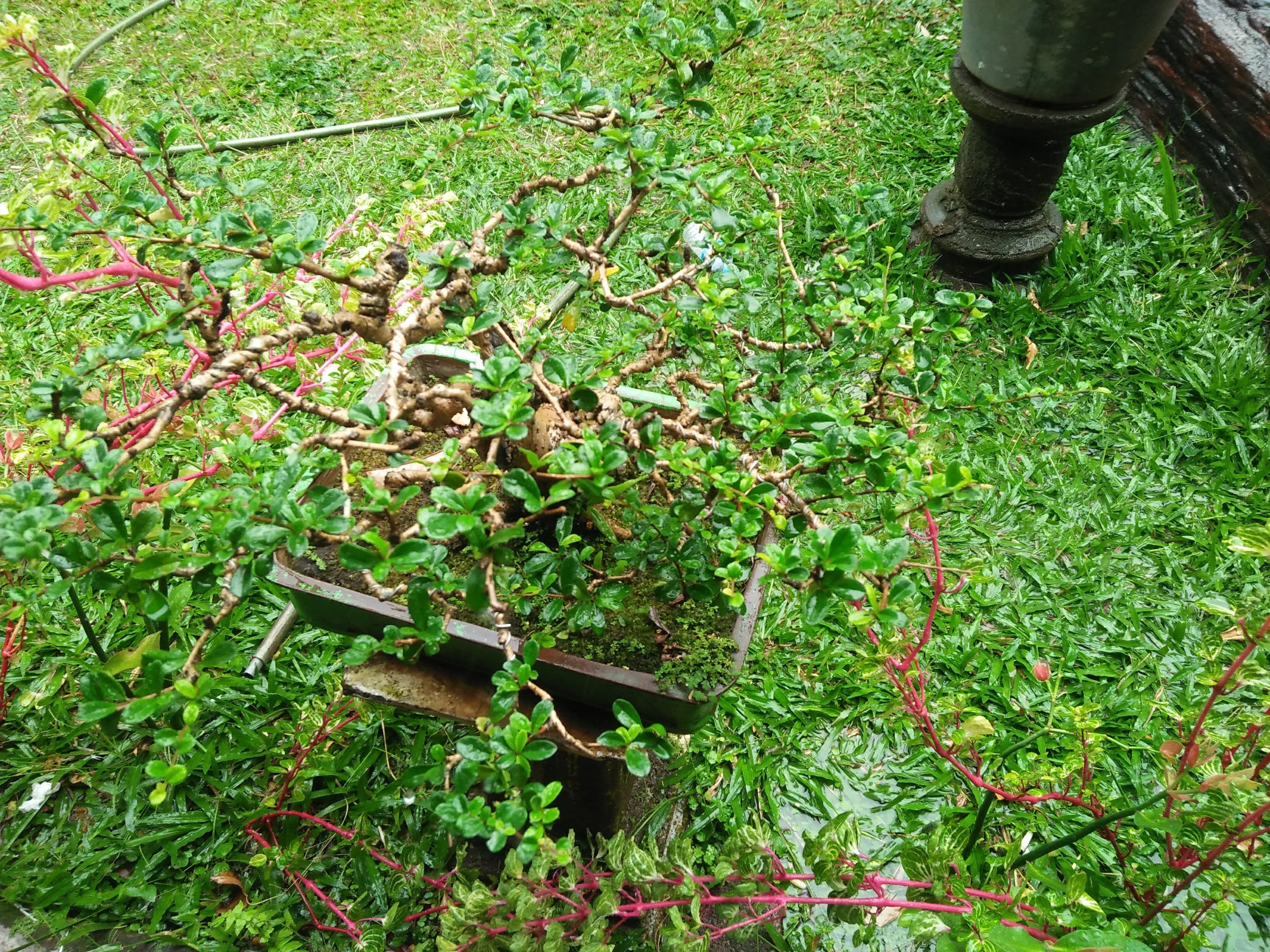 Twisted Sageretia Bonsai