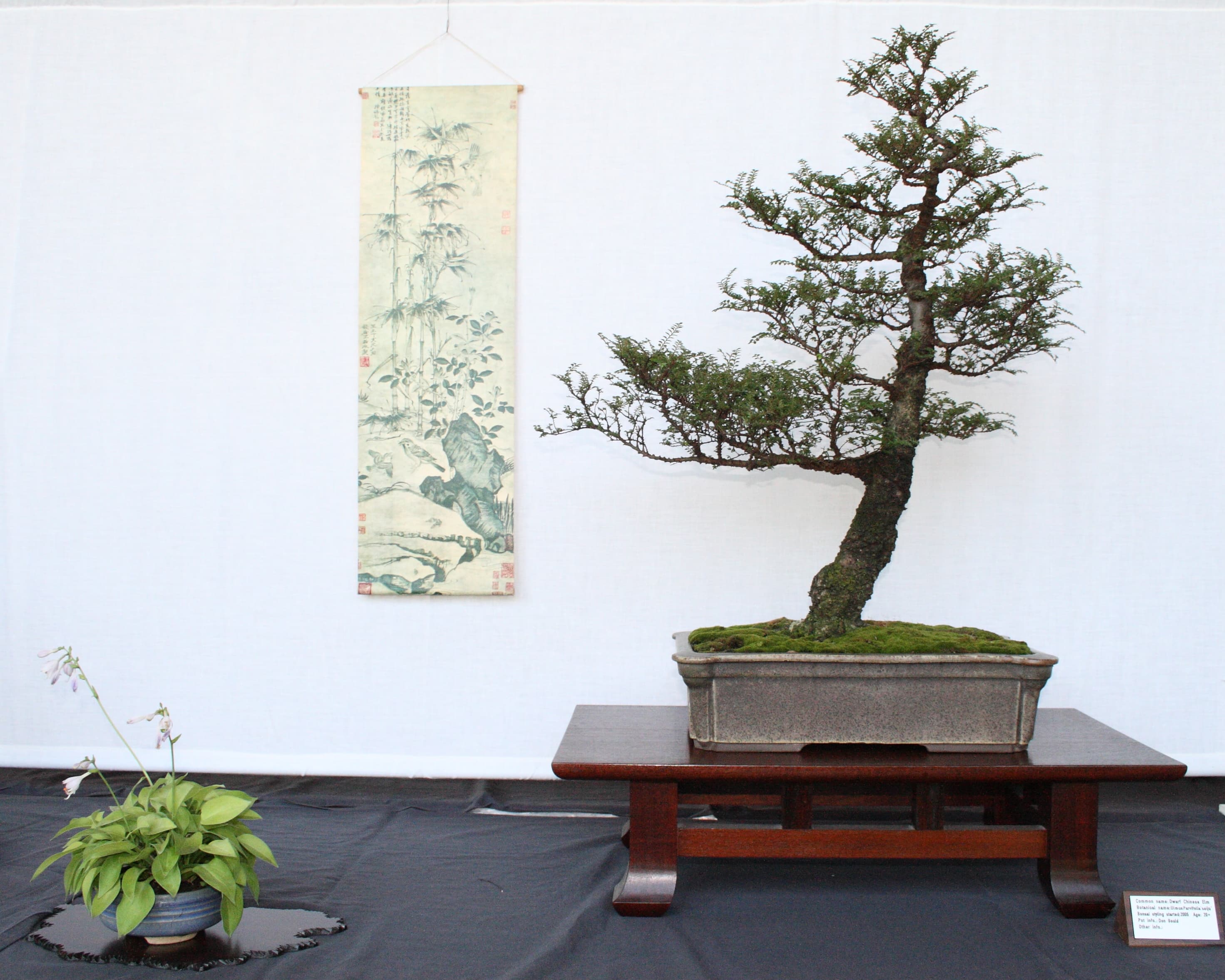 Seiju Elm Informal Upright Bonsai
