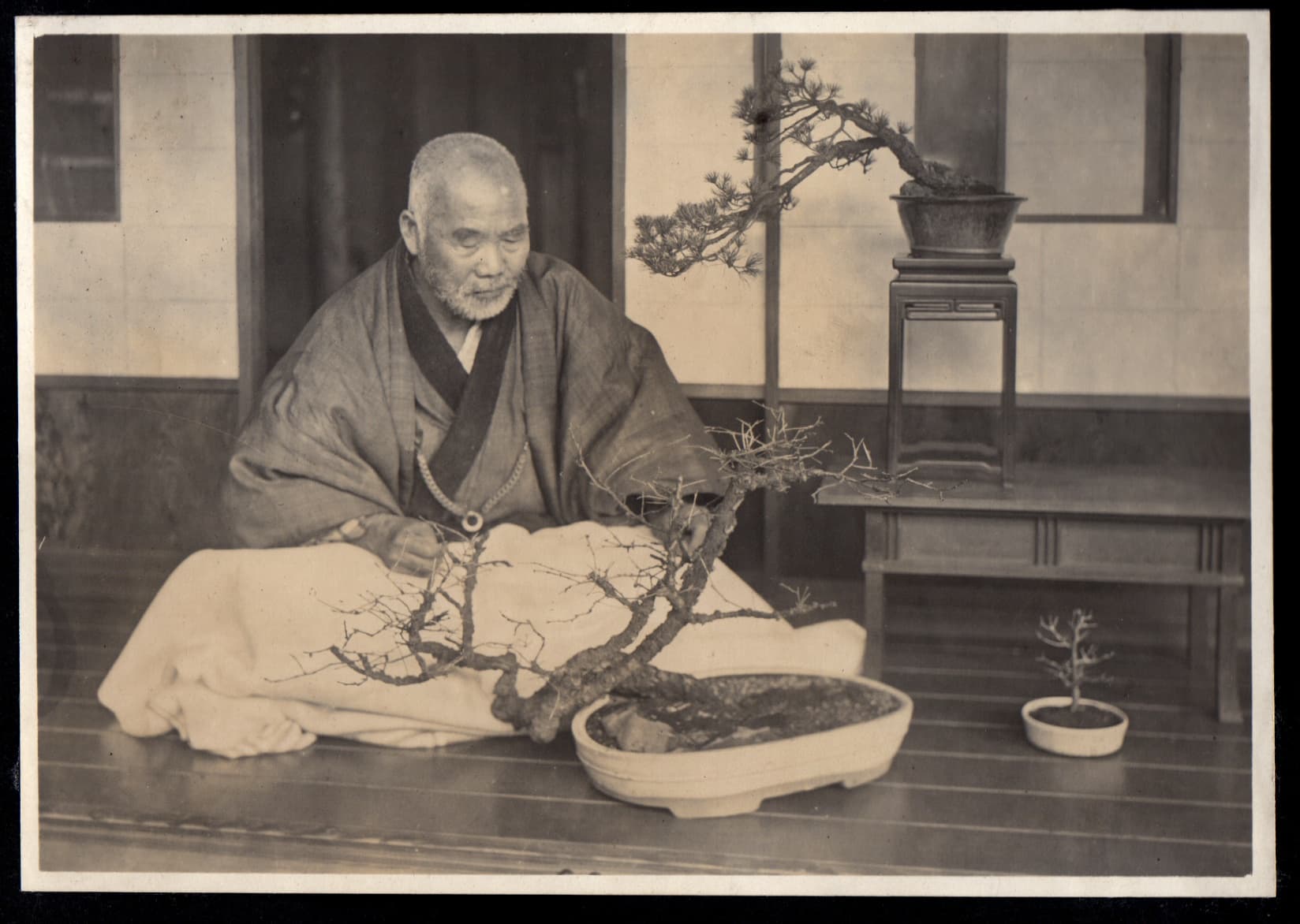 Japanese Deciduous Bonsai (Winter Silhouette)