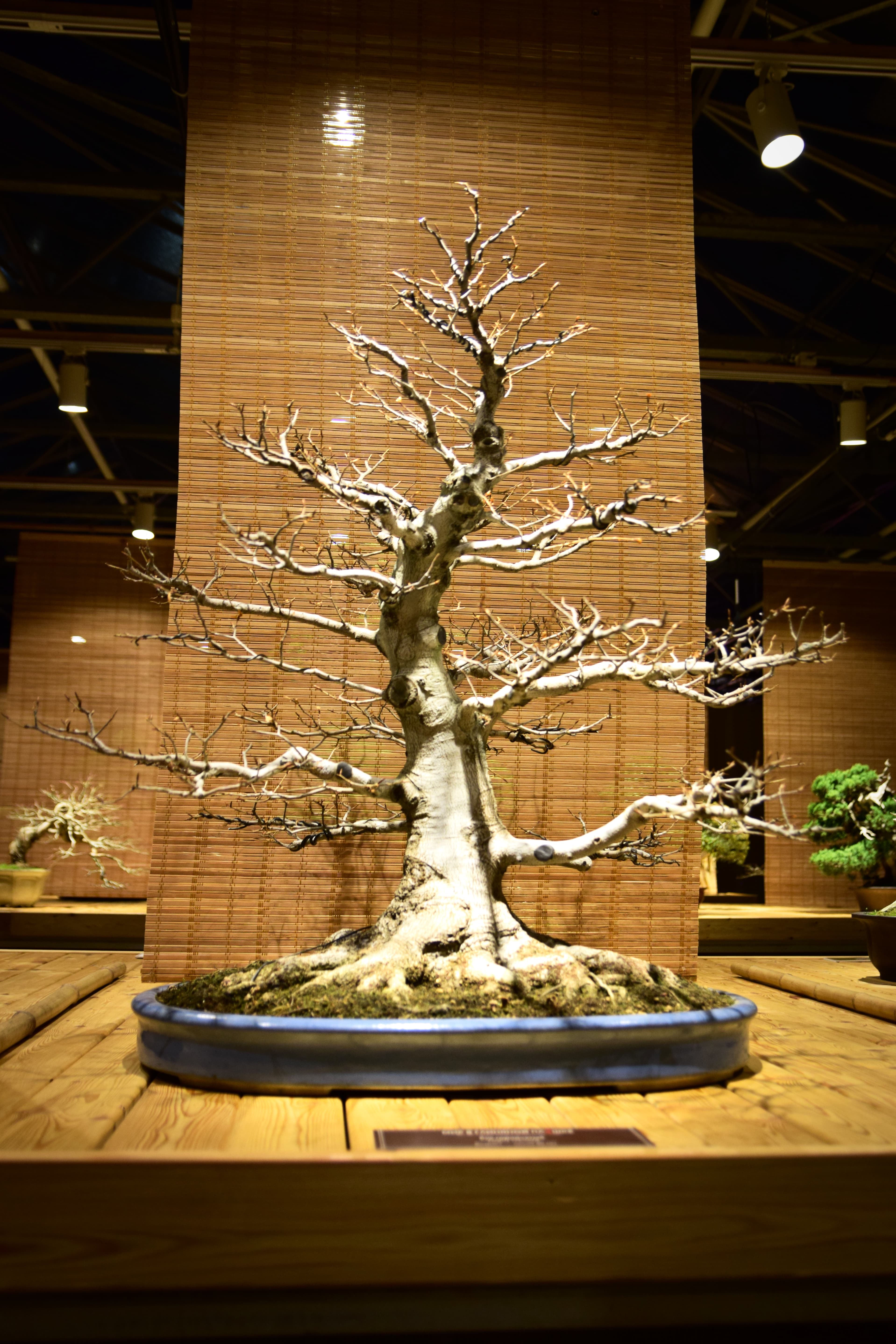 European Beech Bonsai (Winter Silhouette)