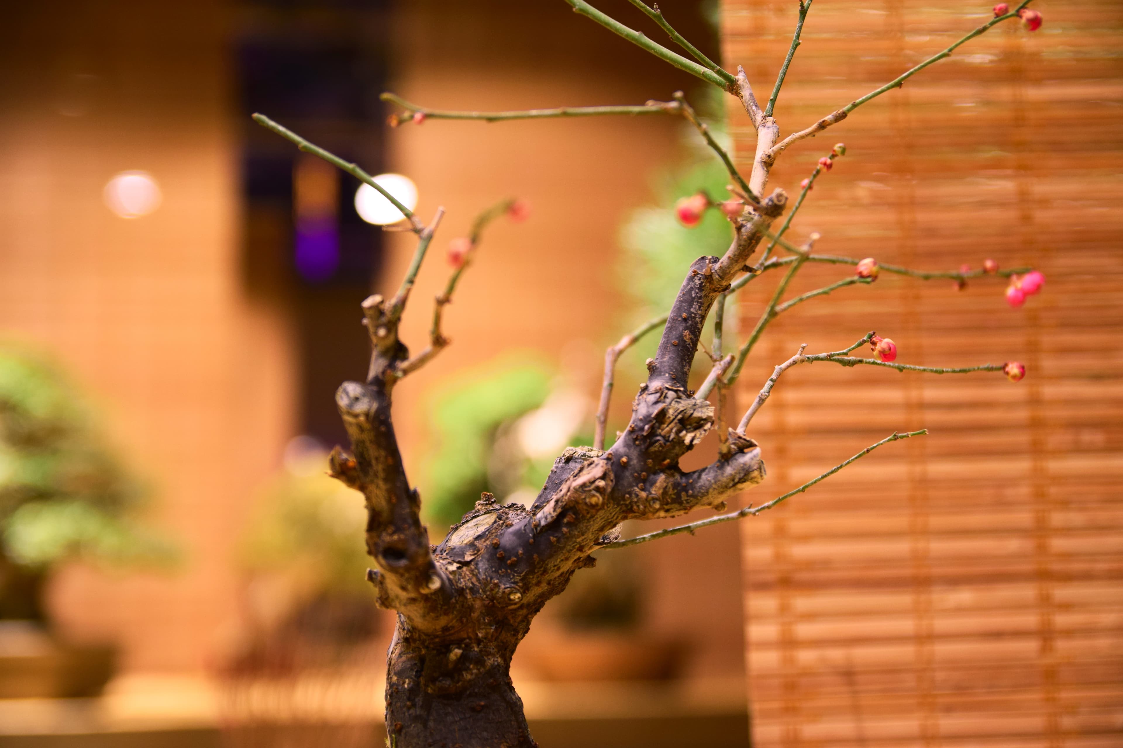 Japanese Apricot (Ume) Bonsai with Winter Buds