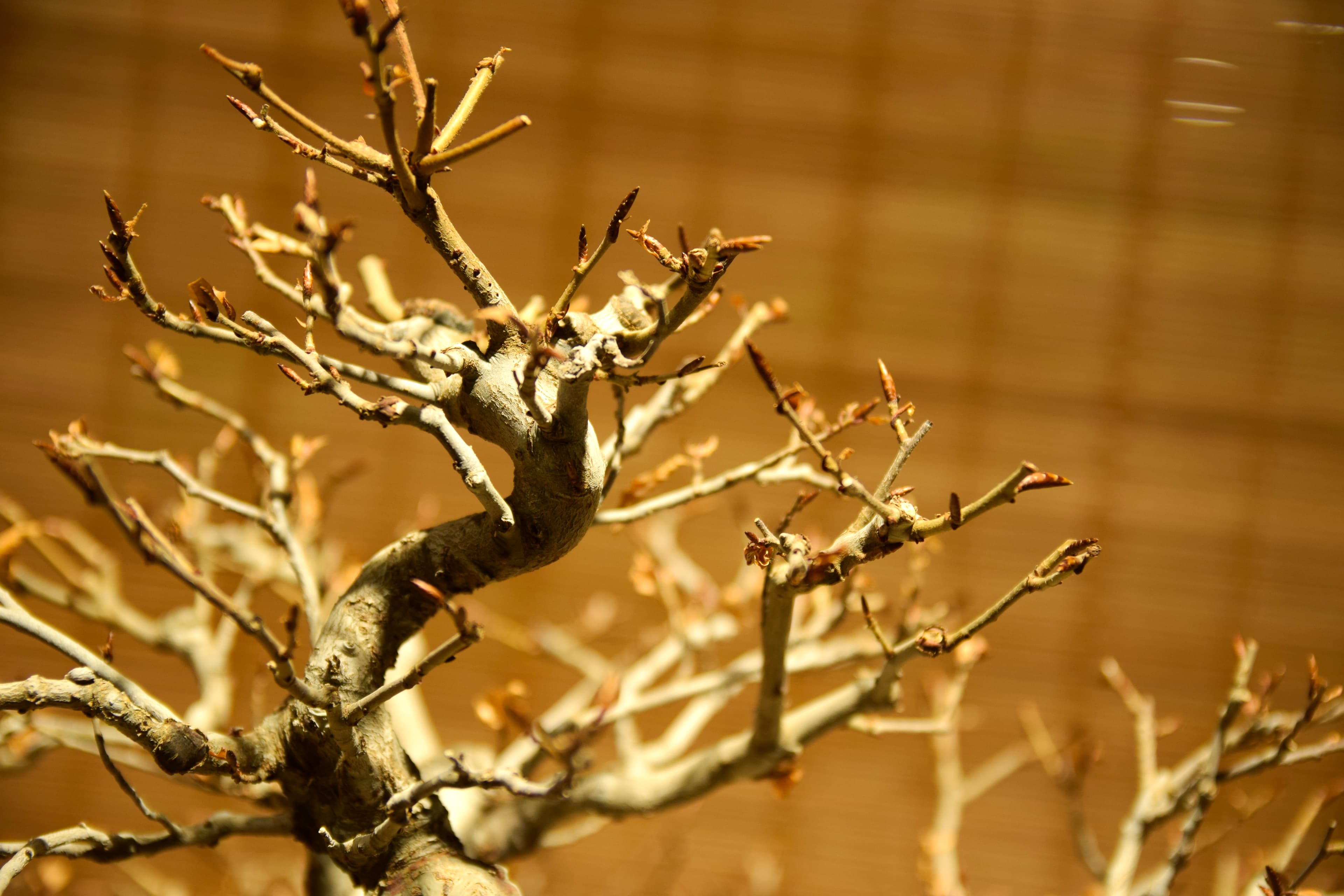Winter Silhouette Chinese Elm Bonsai