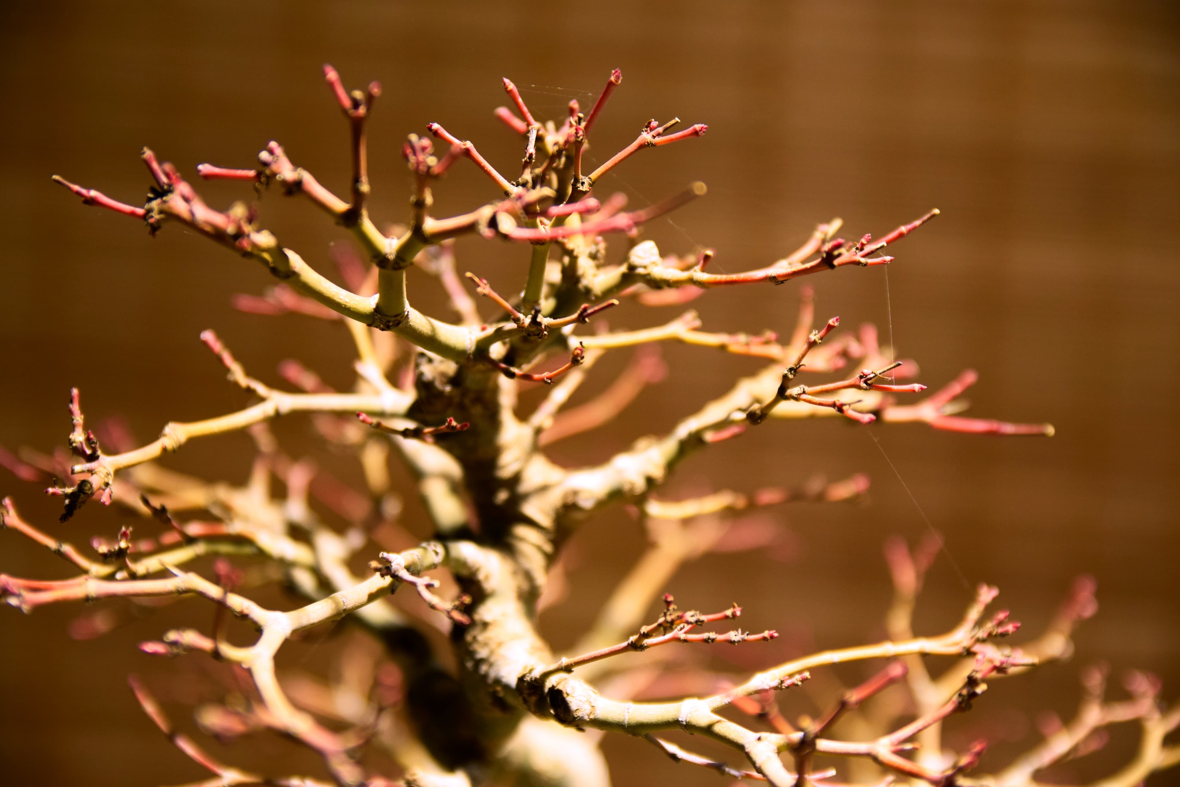 Japanese Maple Bonsai (Winter)