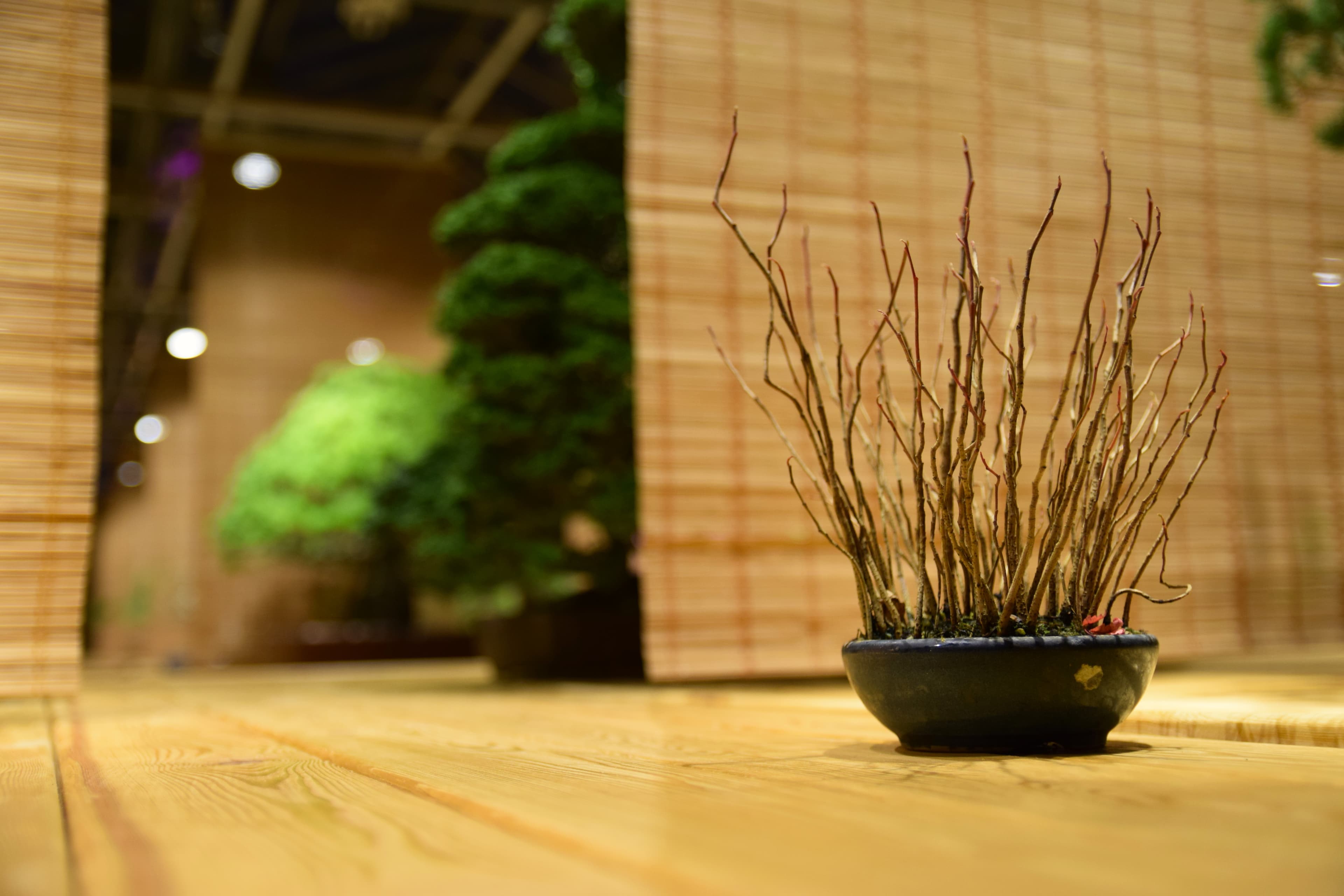 Winter Deciduous Forest Bonsai