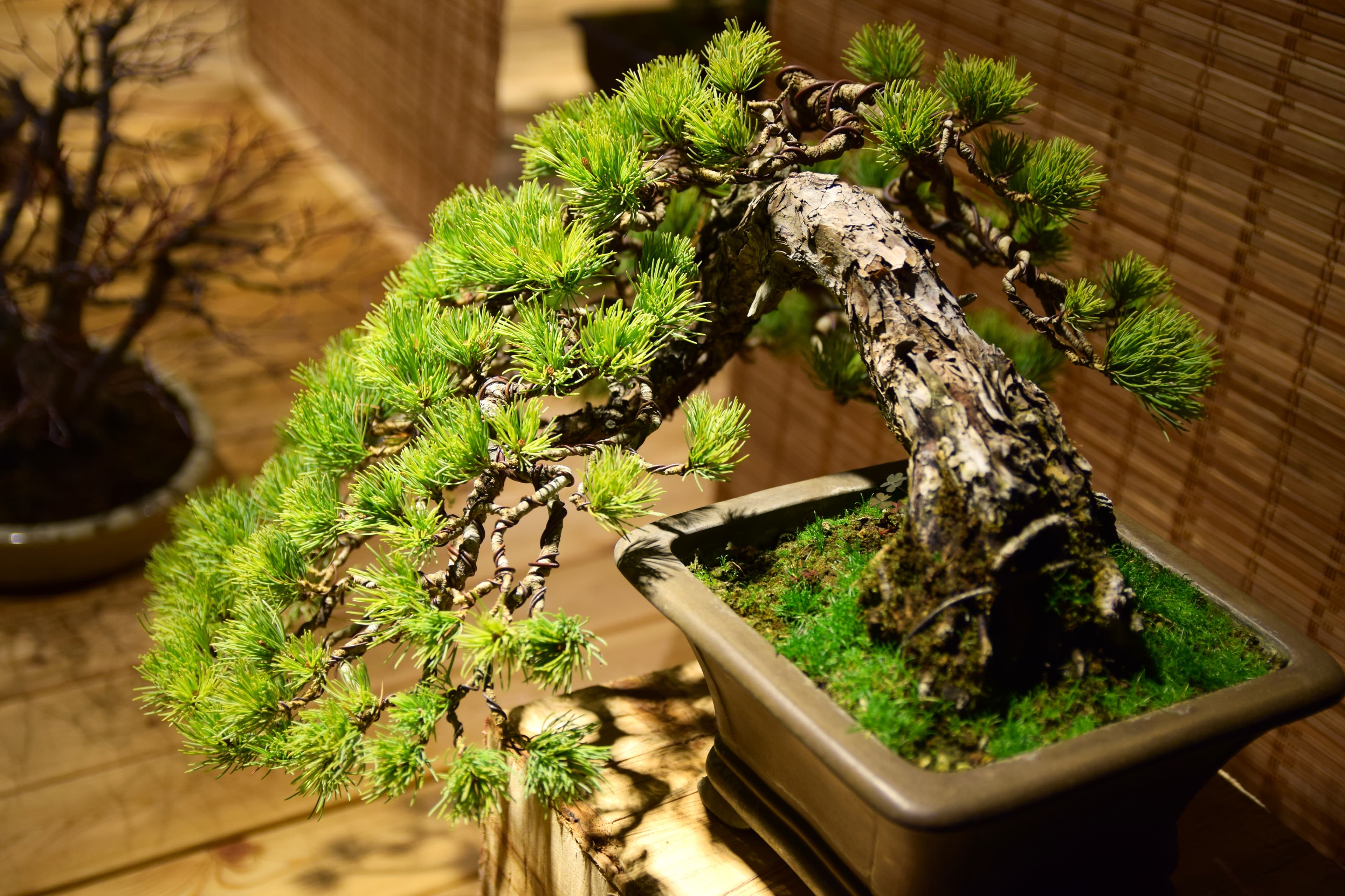 Semi-Cascade Pine Bonsai