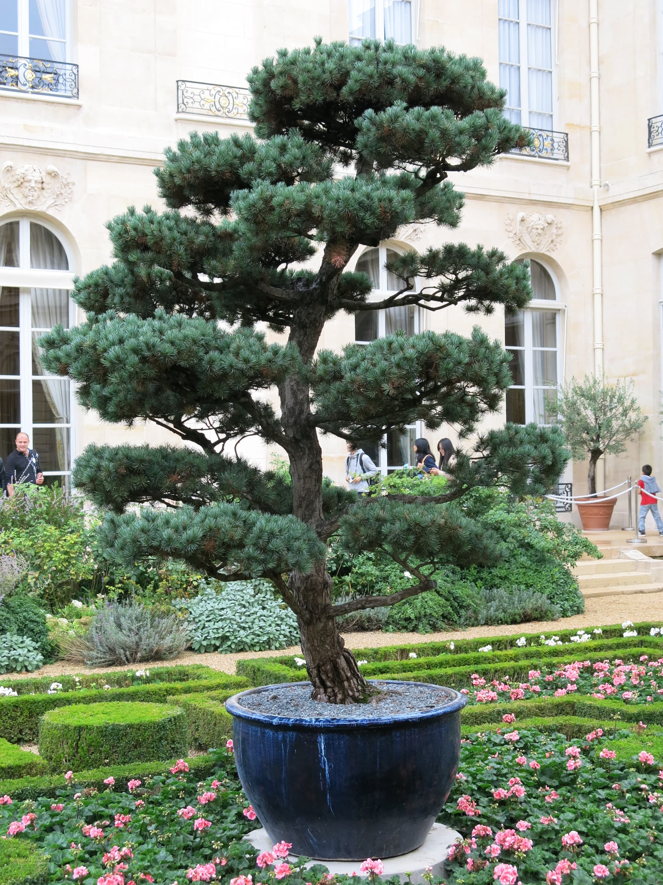 Giant Japanese Black Pine Bonsai