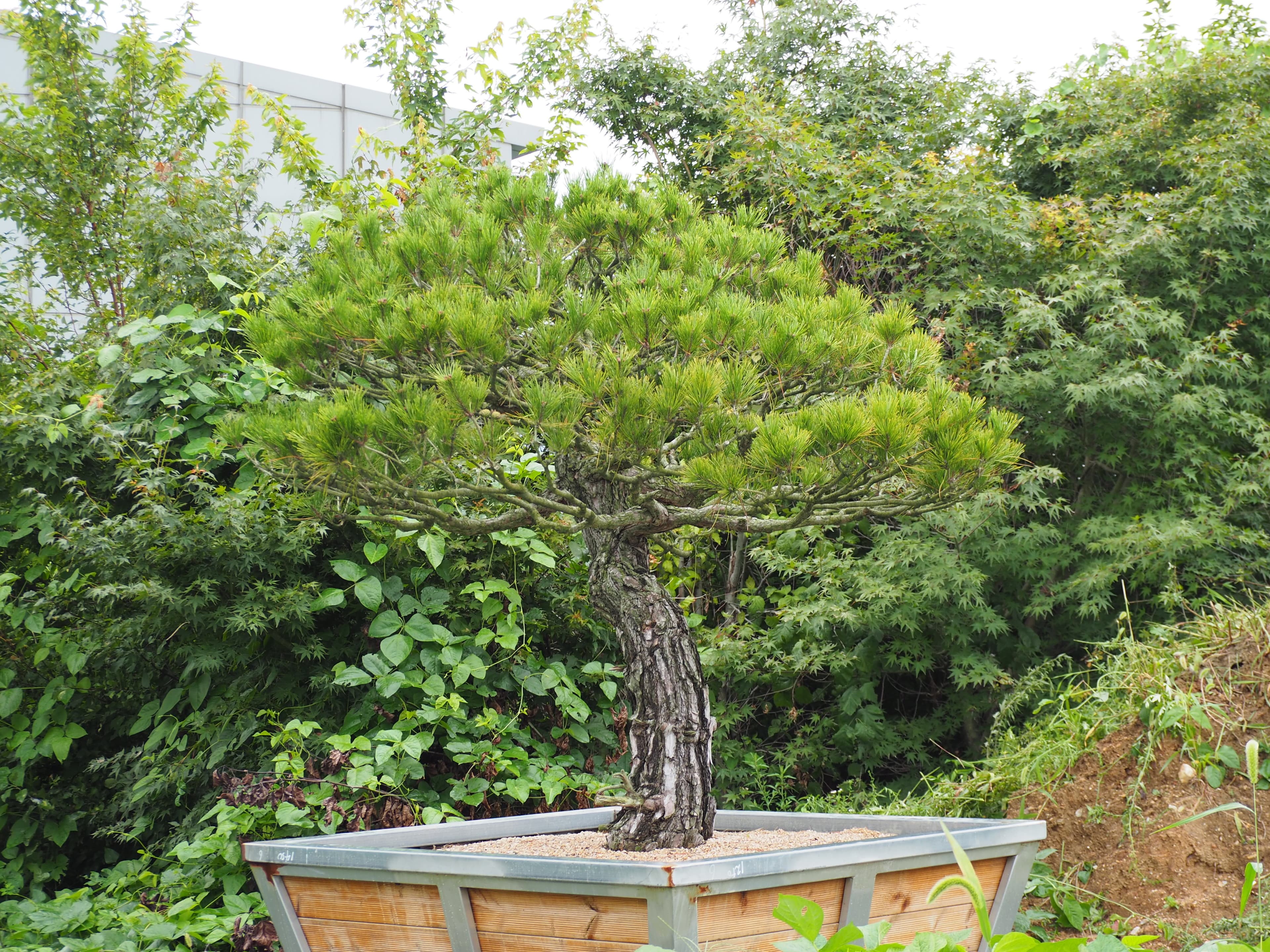 Korean Red Pine Informal Upright Bonsai