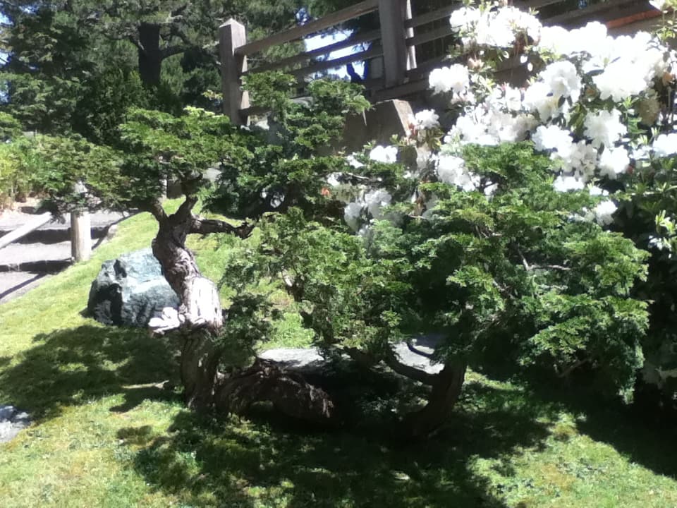 Slanting Chinese Juniper Bonsai with Deadwood