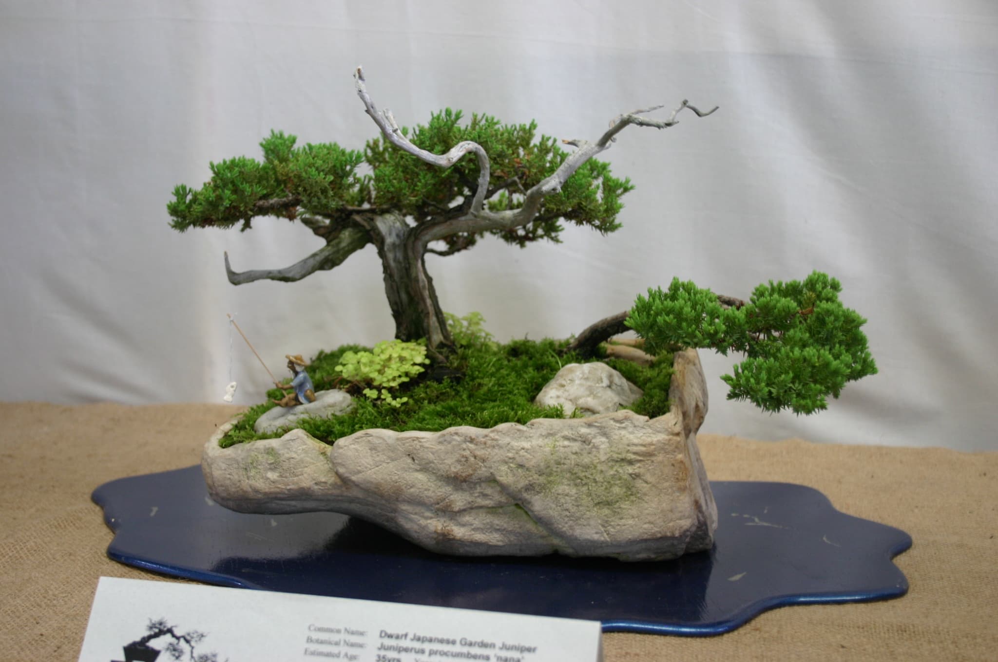 Dwarf Japanese Garden Juniper Bonsai
