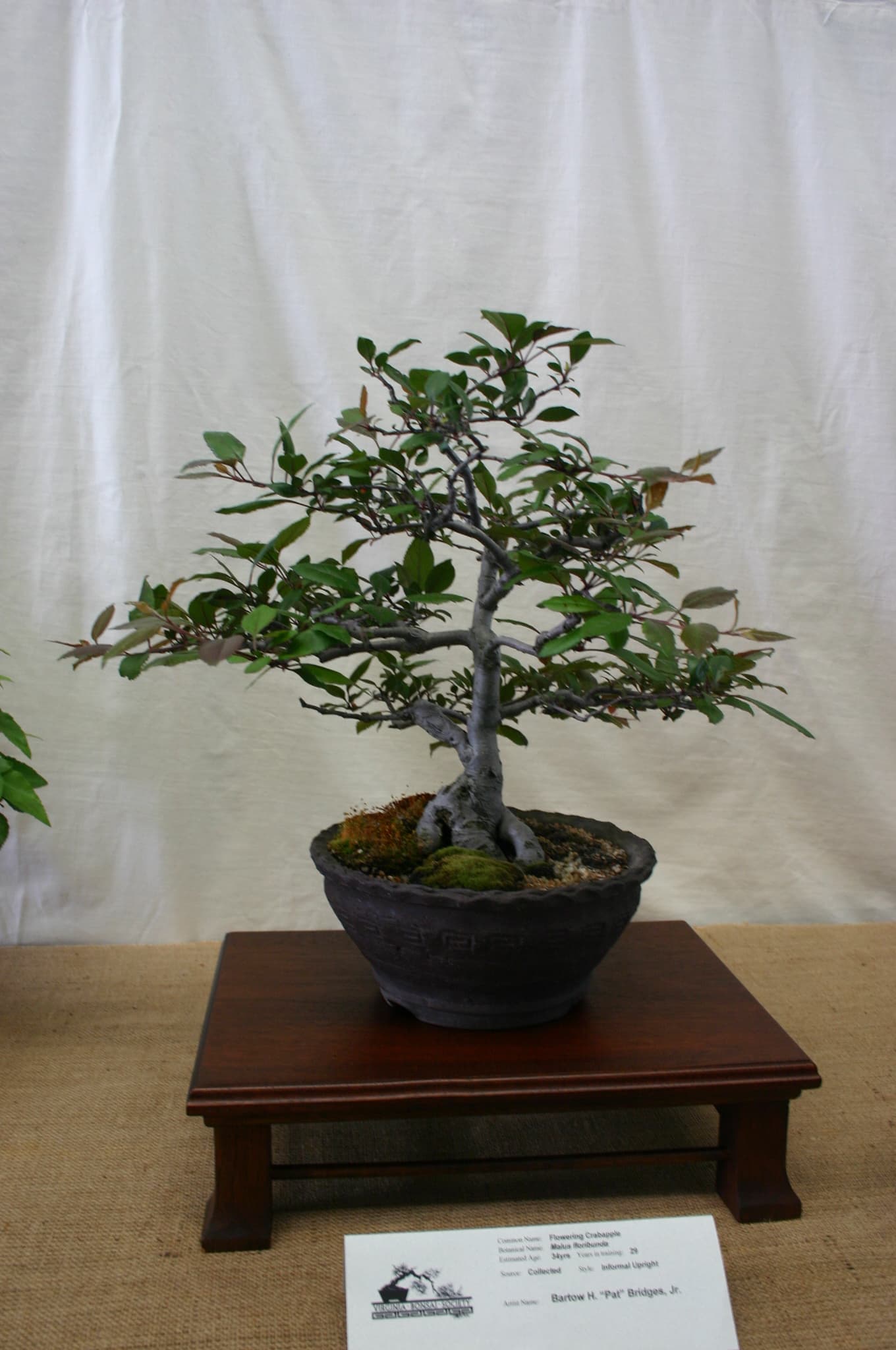 Flowering Crabapple Bonsai