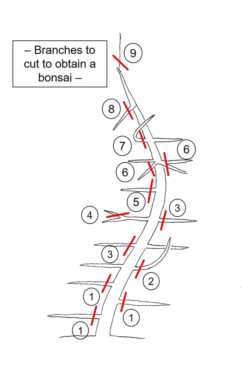 Bonsai Pruning Diagram