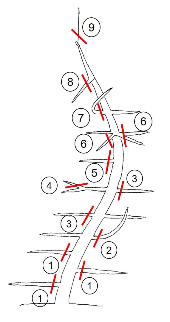 Bonsai Pruning Guide Diagram