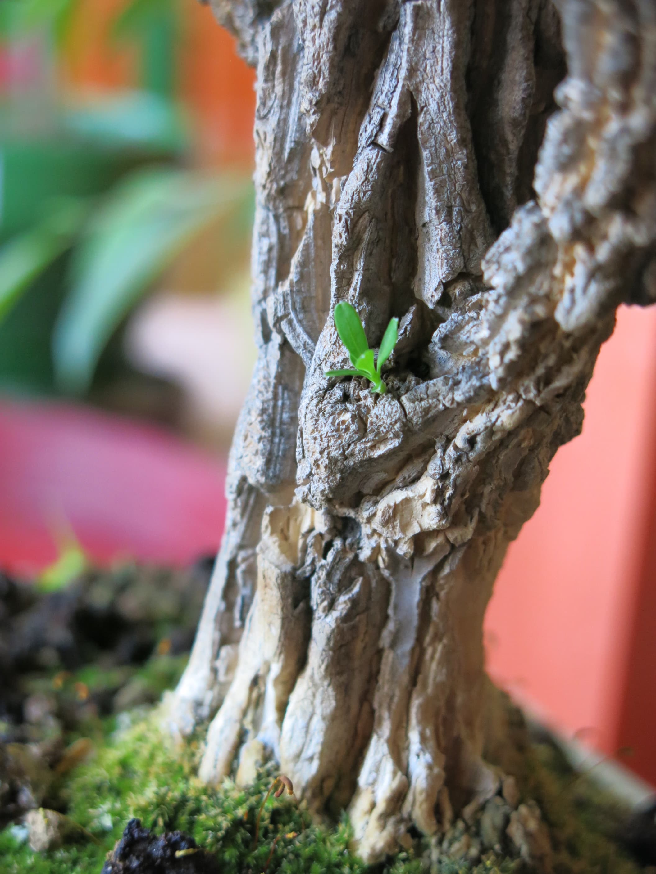 Harland Boxwood Bonsai