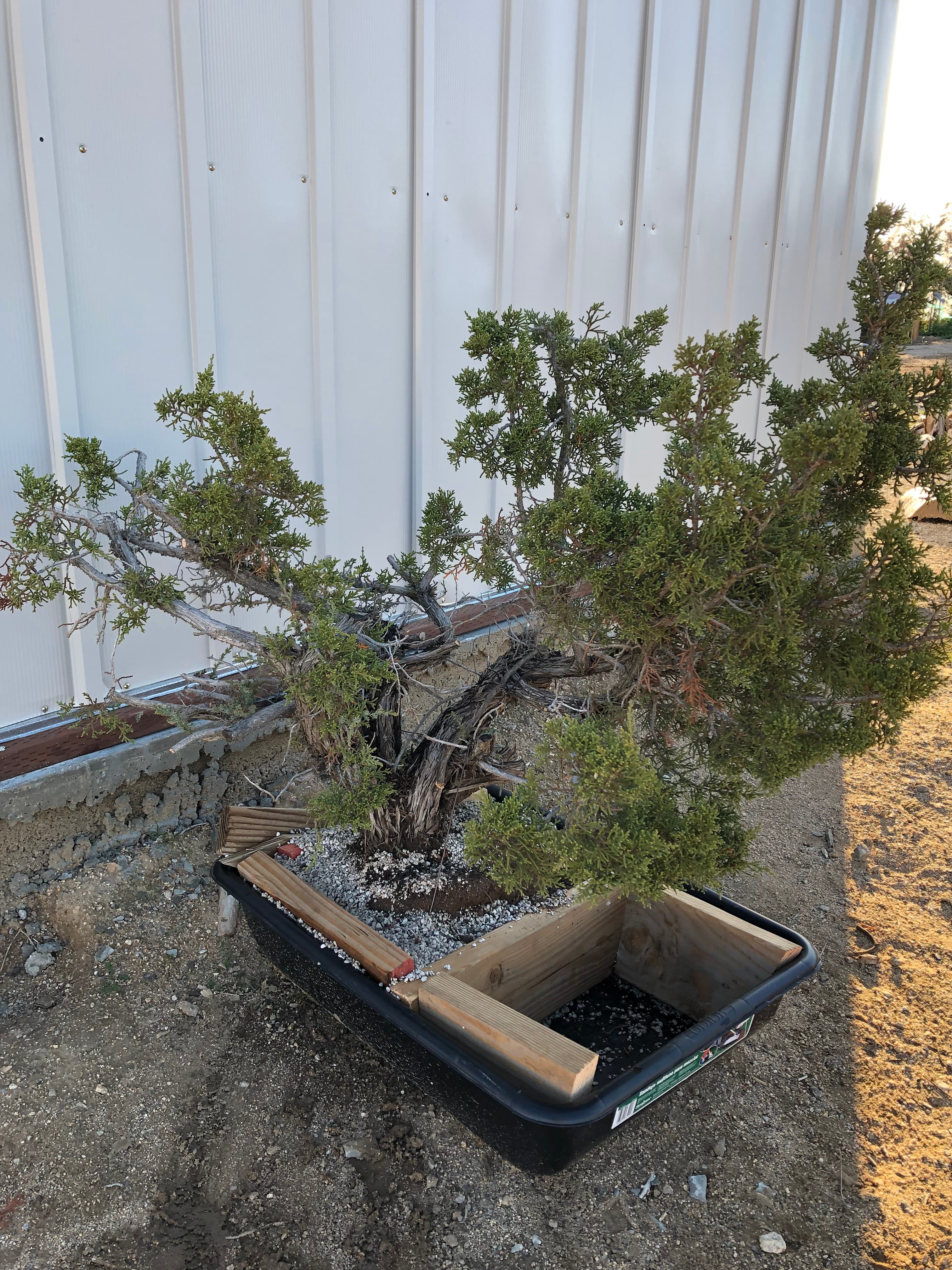 California Juniper Collected Specimen