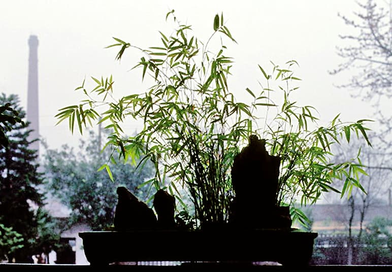 Bamboo Penjing