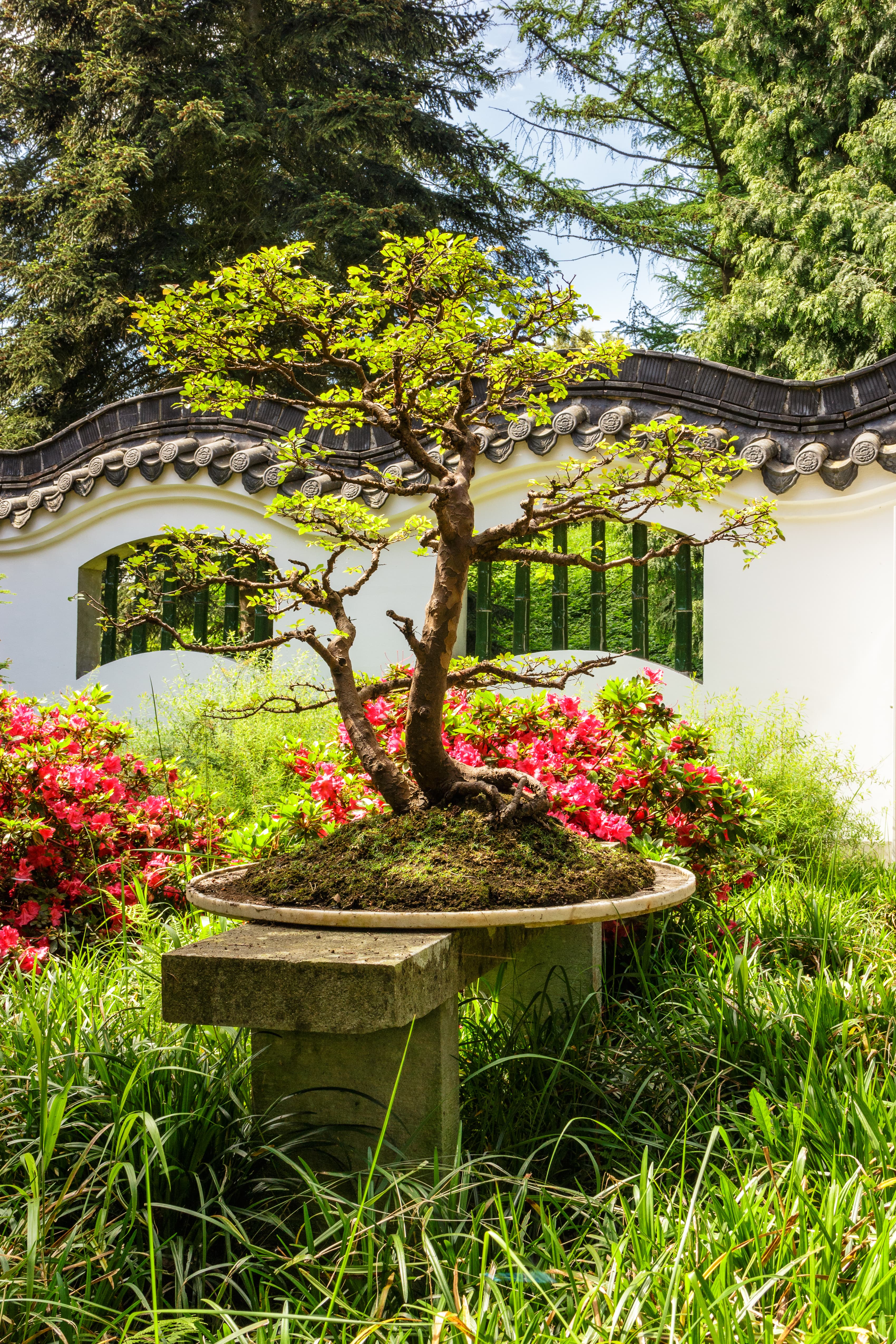 Chinese Elm Bonsai