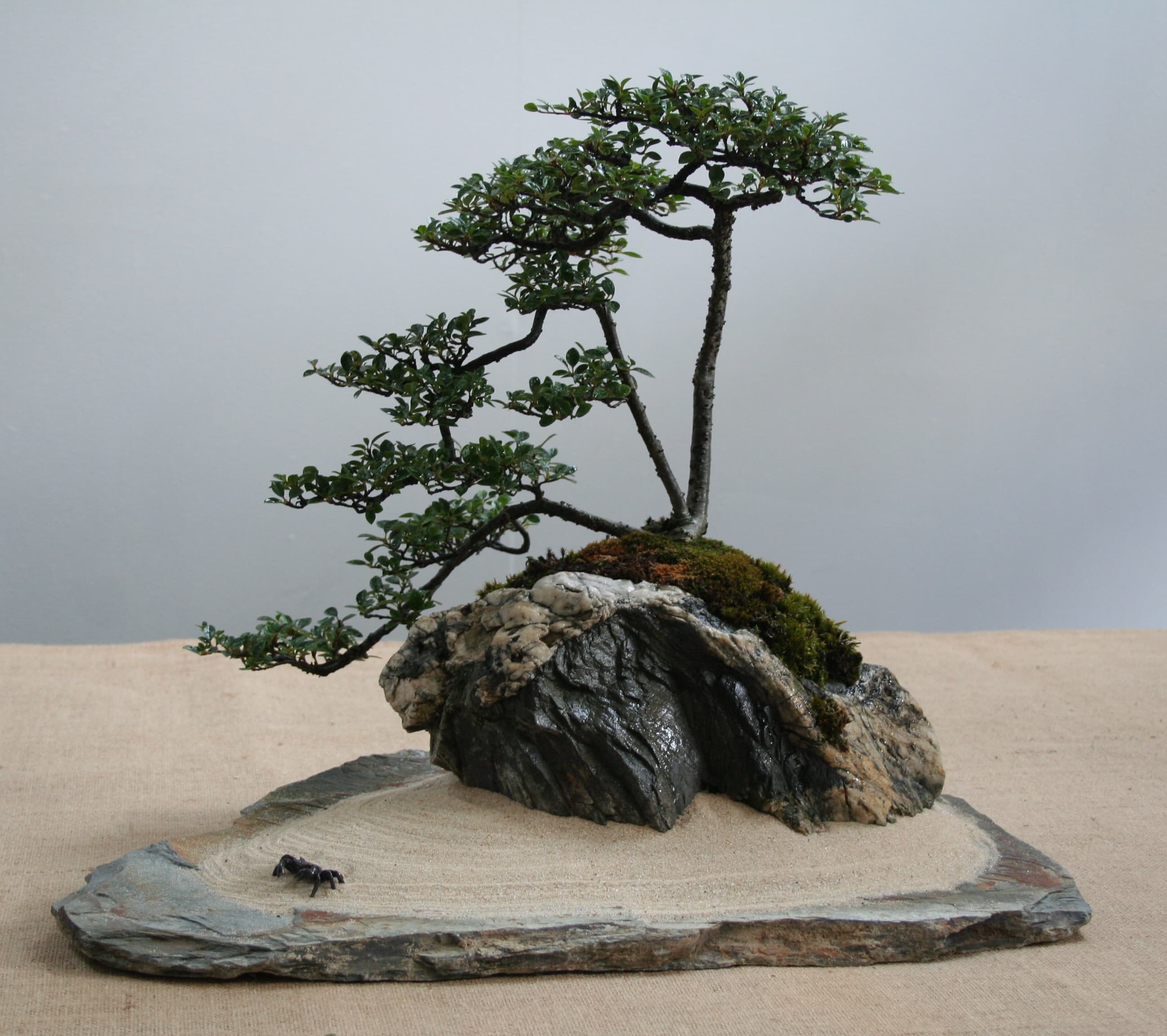 Cotoneaster Root-Over-Rock Bonsai