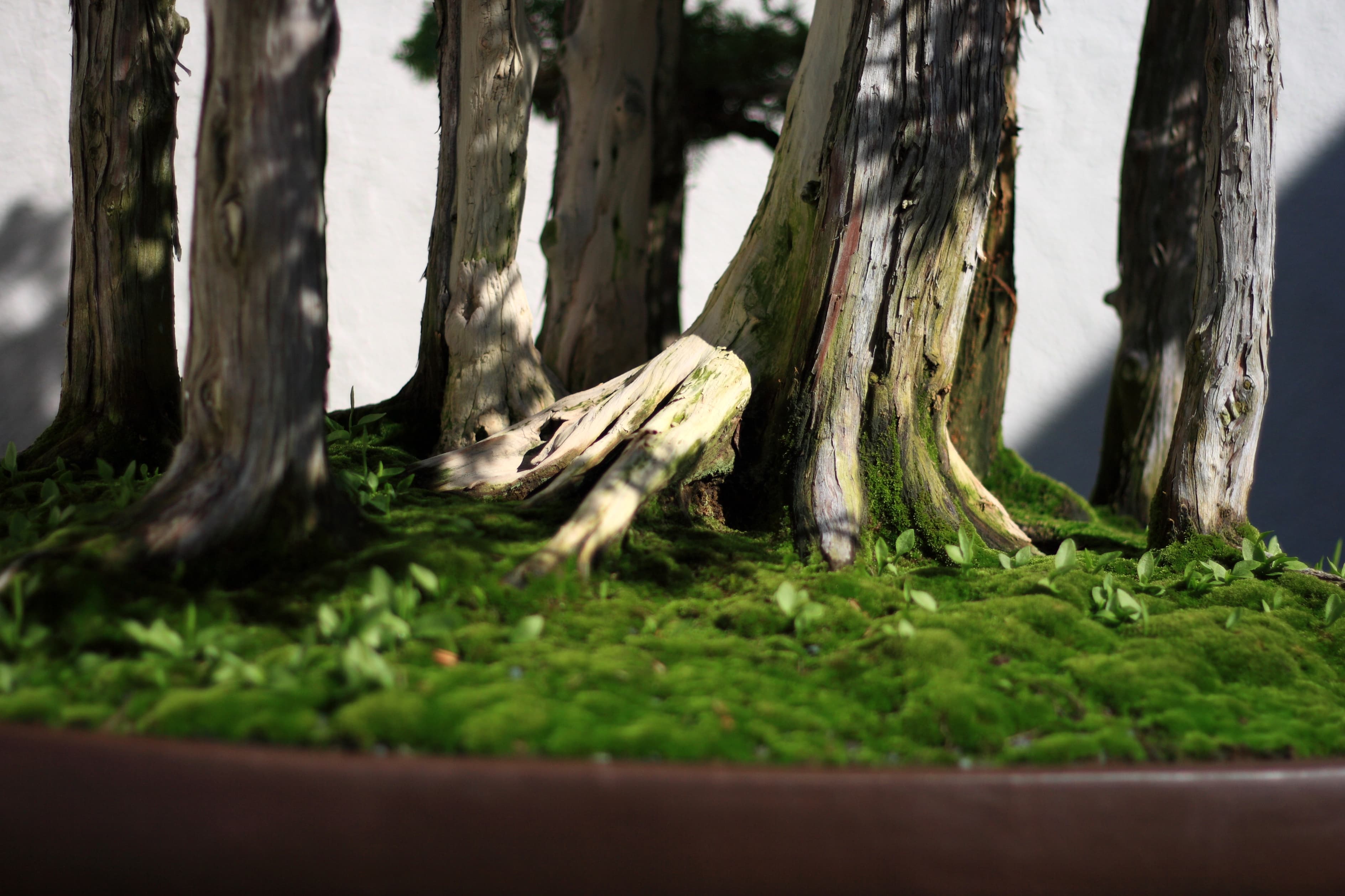John Naka's Goshin Forest Bonsai