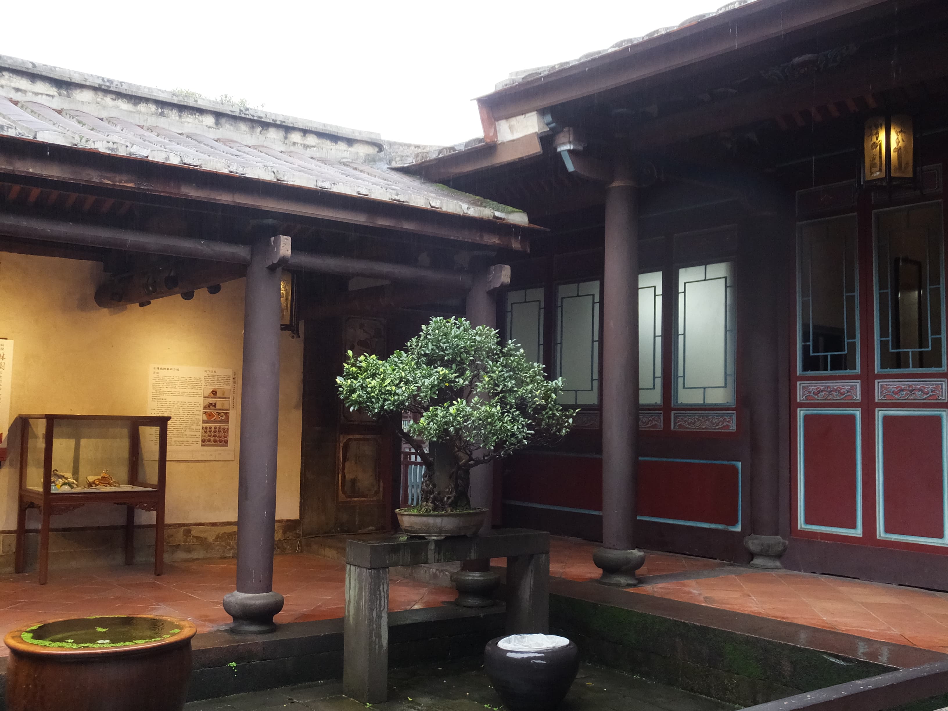 Mature Chinese Banyan Bonsai
