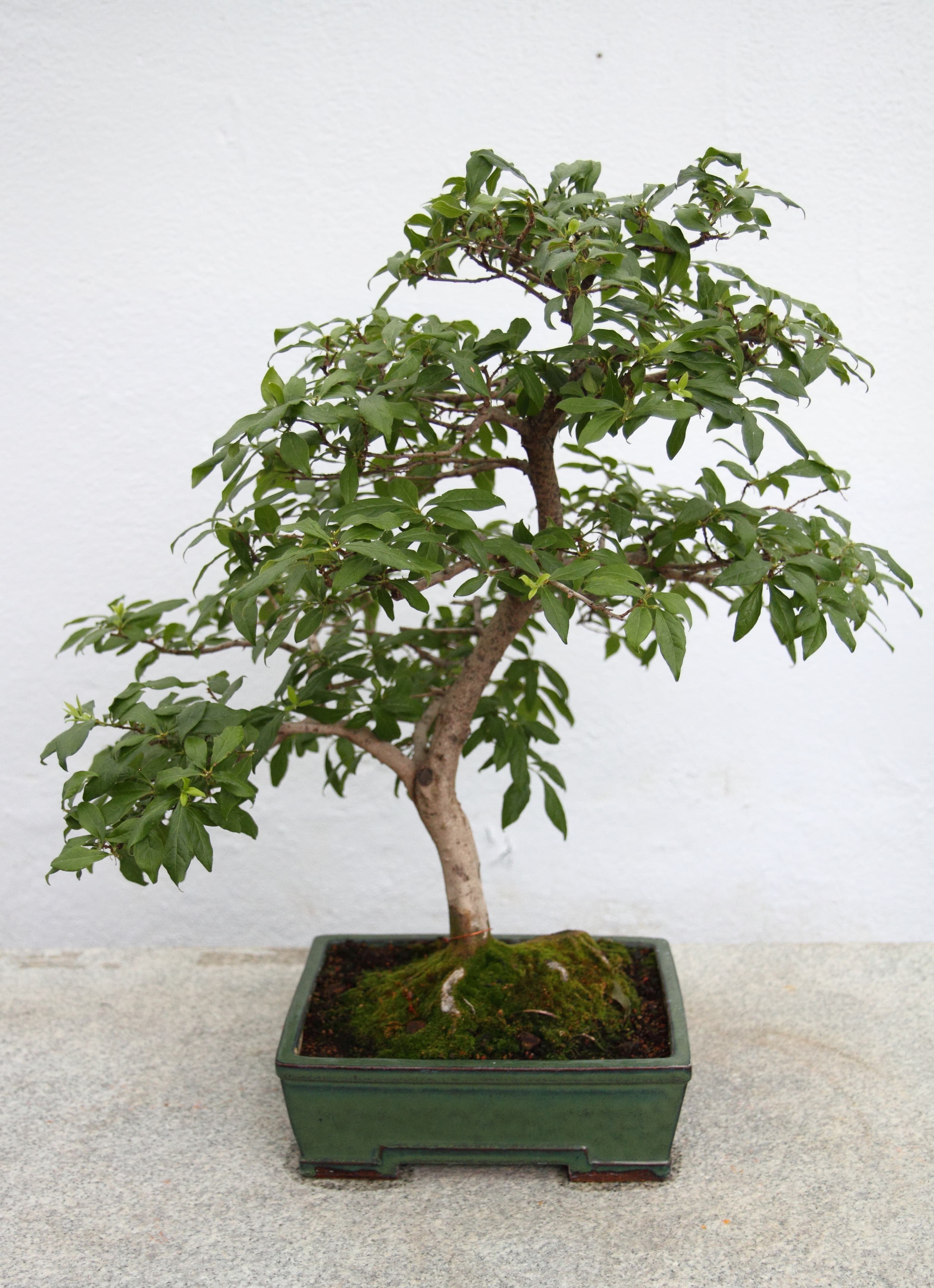 Rhombus-leaf Persimmon Penjing