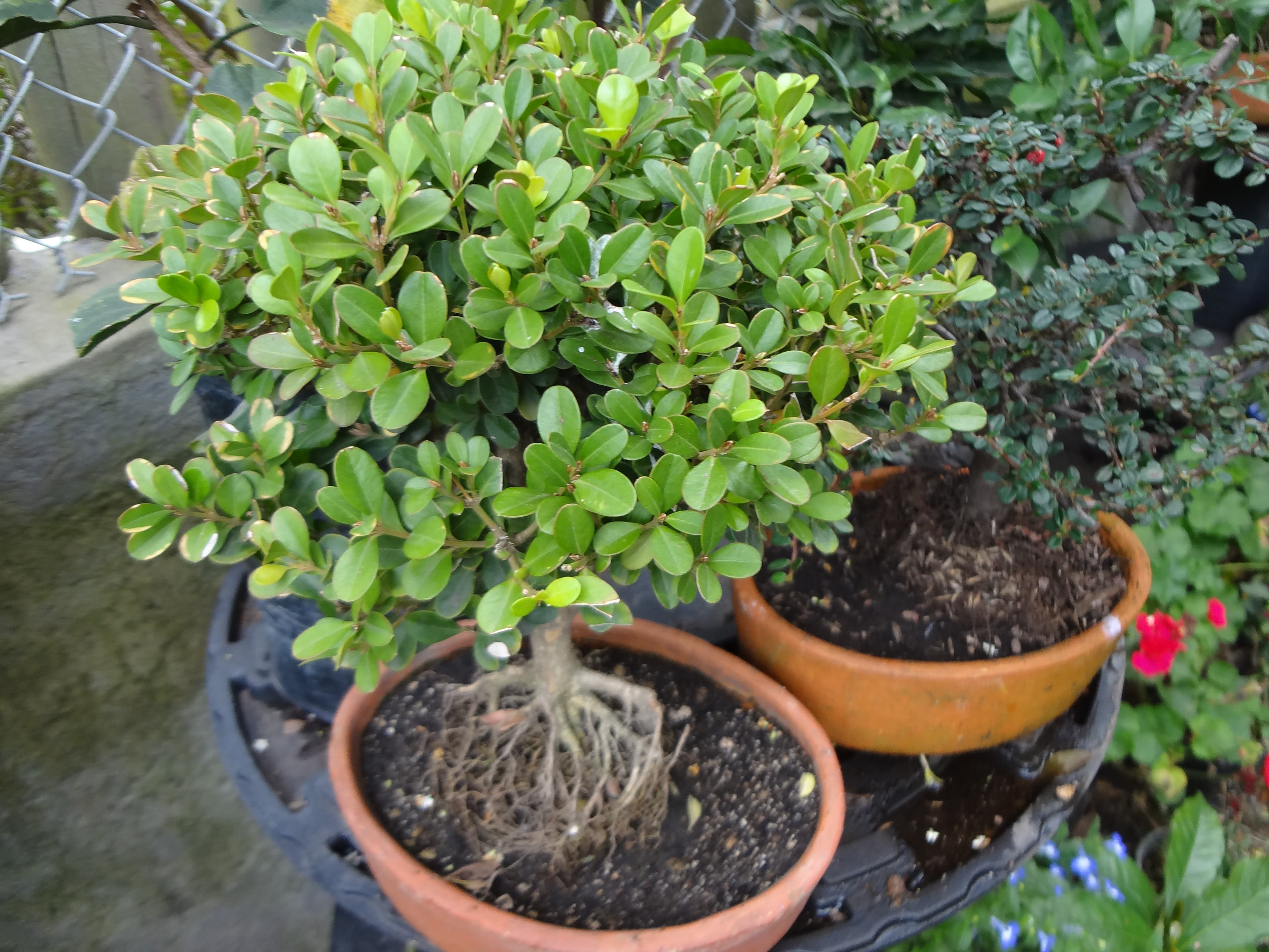 Ginseng Ficus Bonsai with Exposed Roots