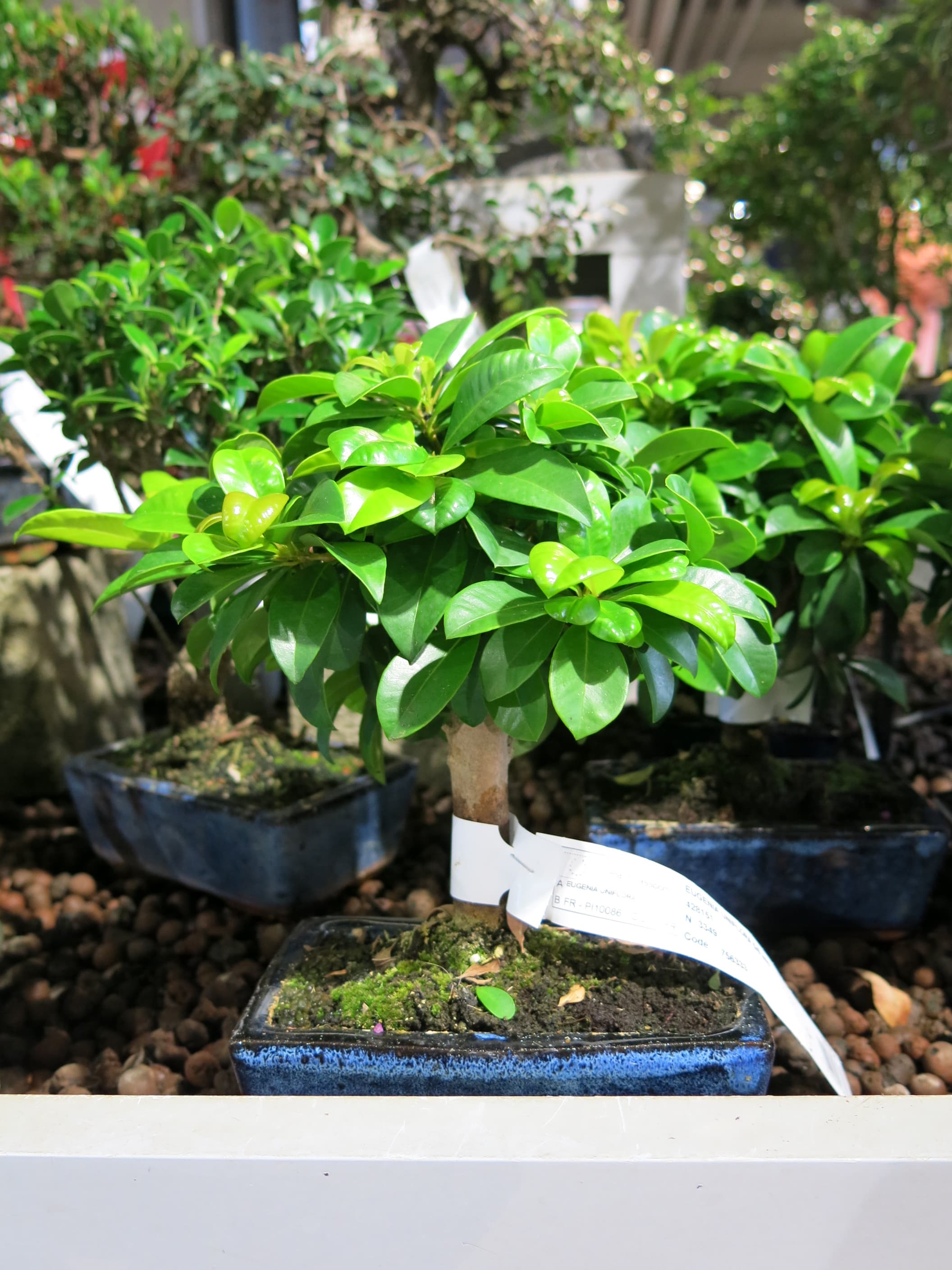 Surinam Cherry Bonsai