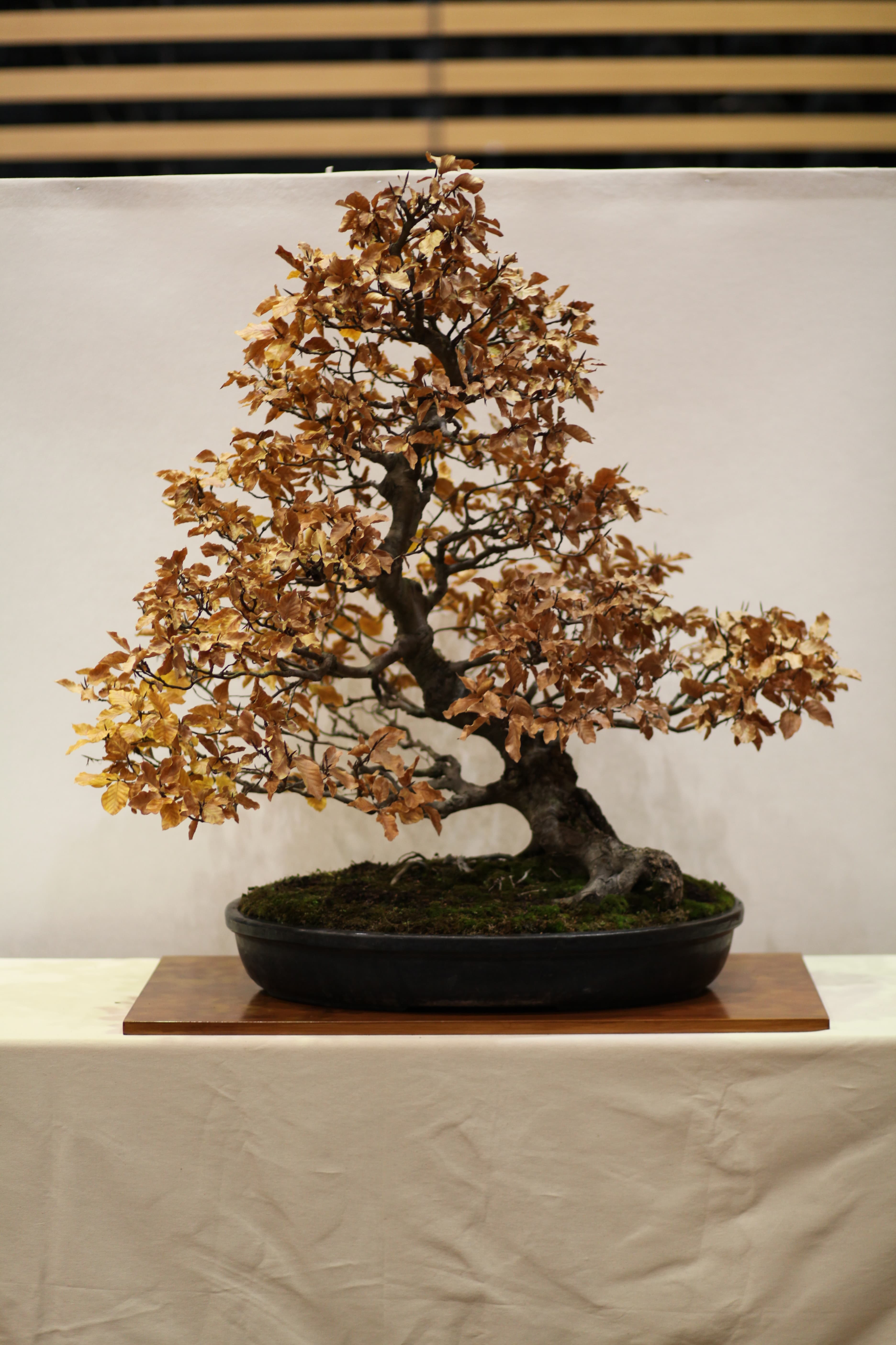 European Beech Bonsai in Autumn Color