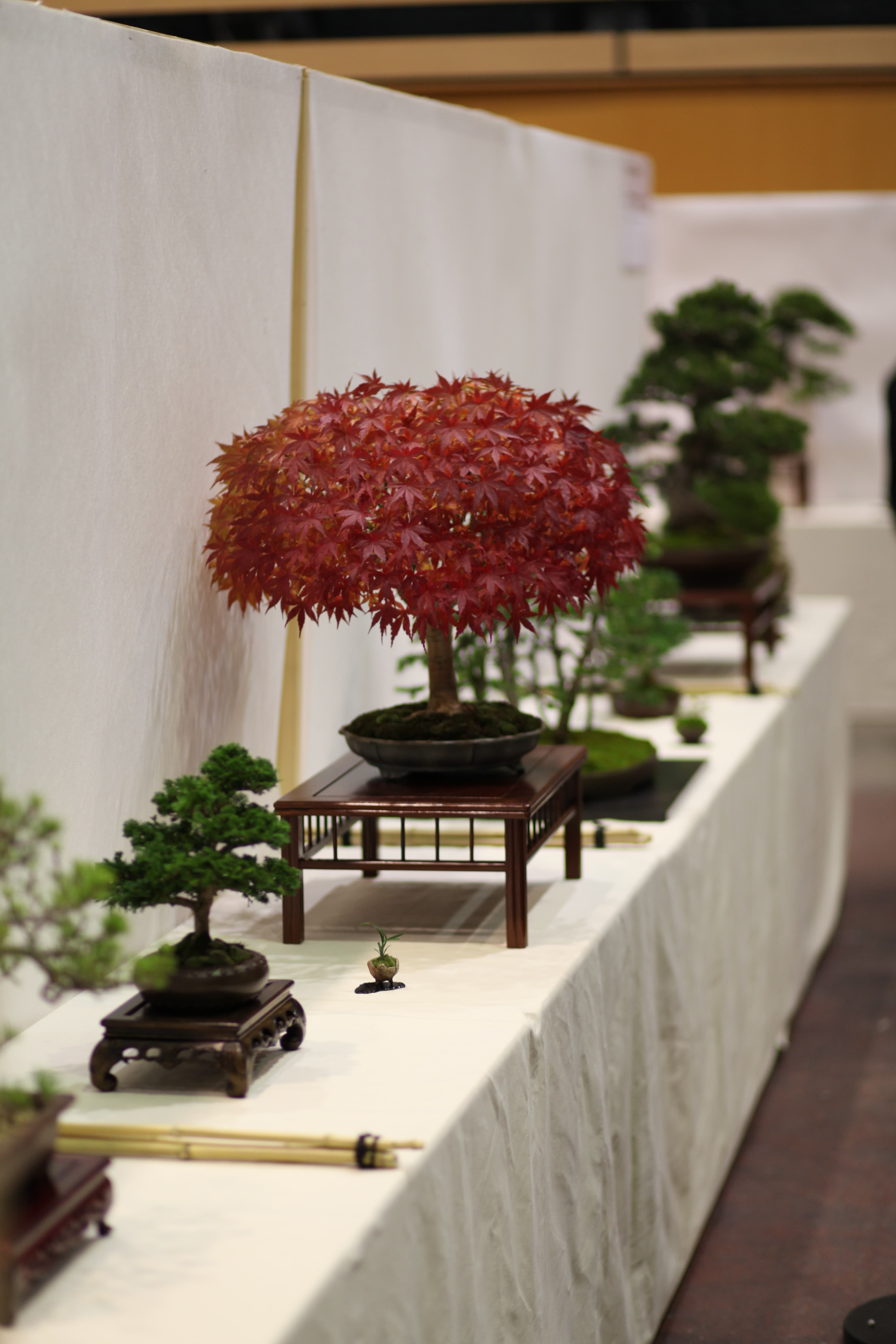 Japanese Maple Bonsai