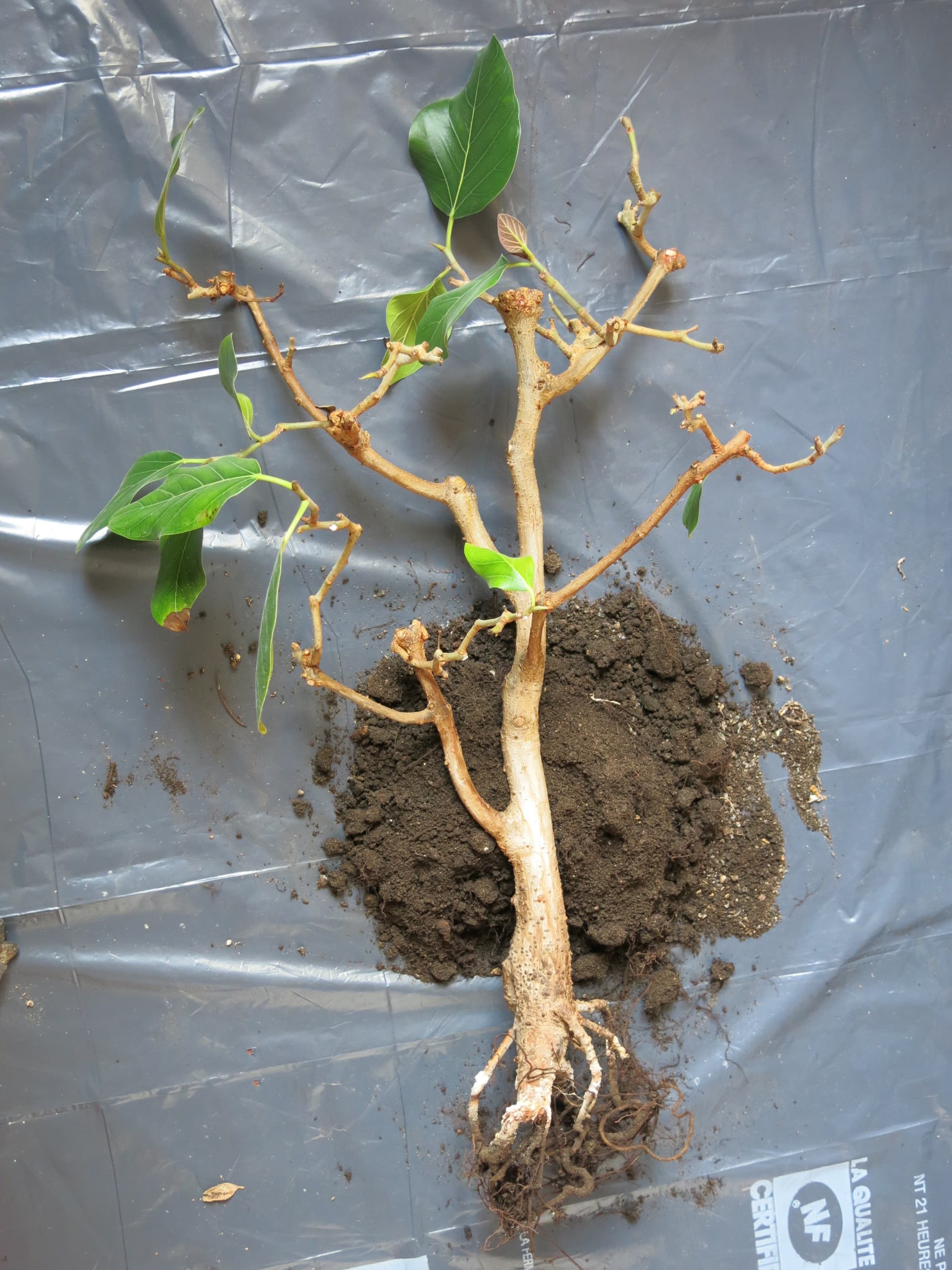 Banyan Bonsai