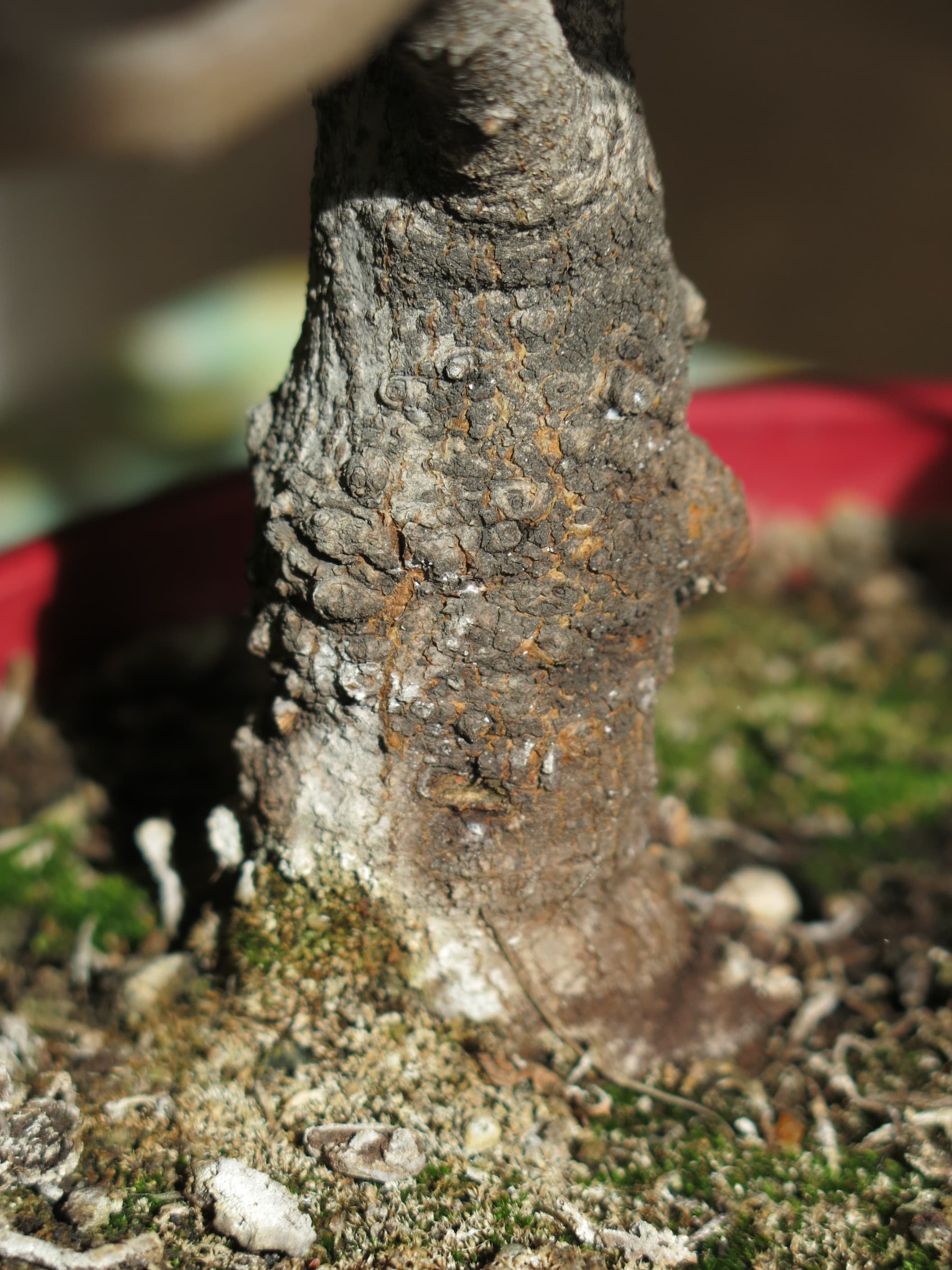 Common Fig Bonsai