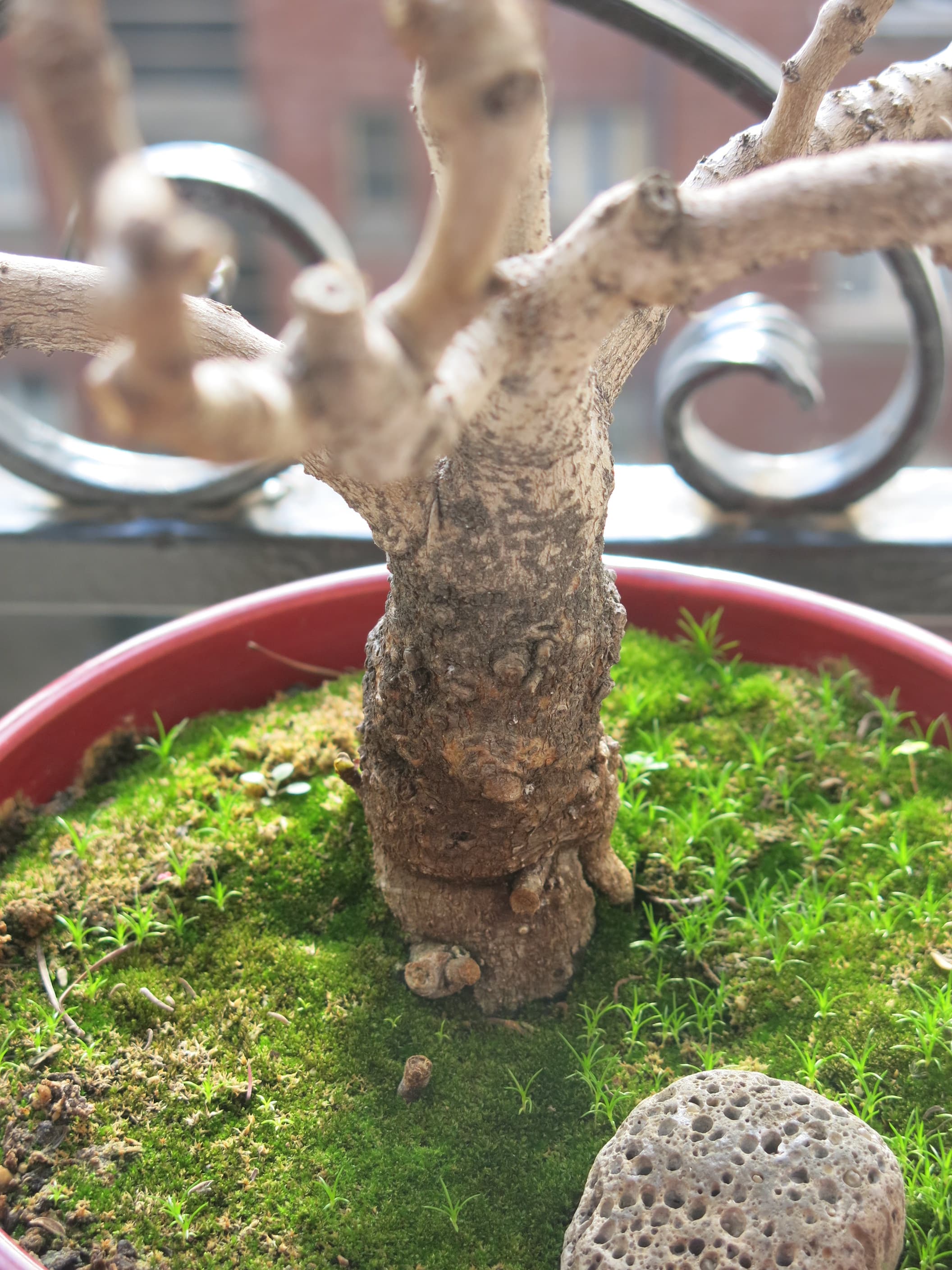 Common Fig Bonsai (Ficus carica)
