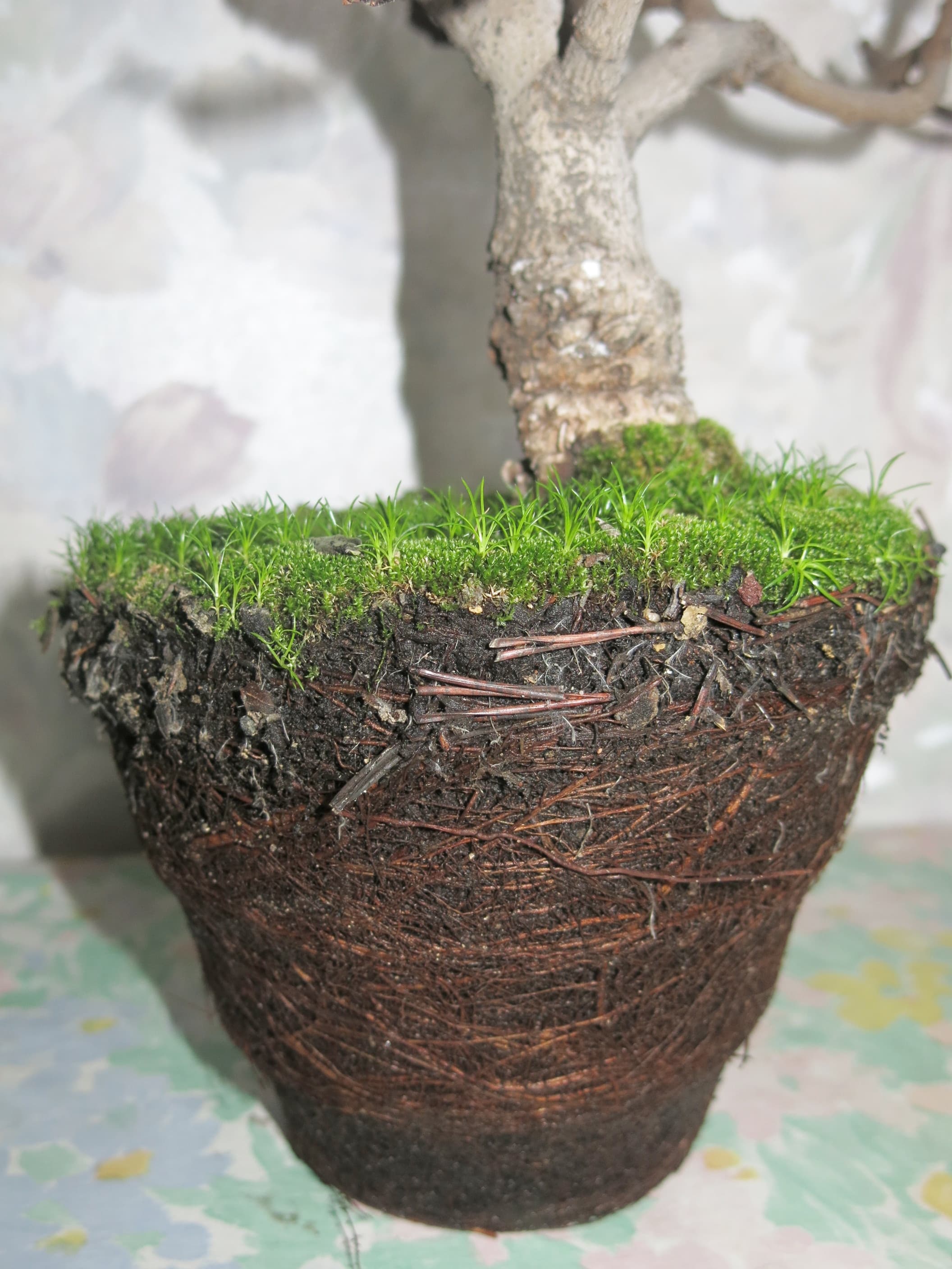 Common Fig Bonsai