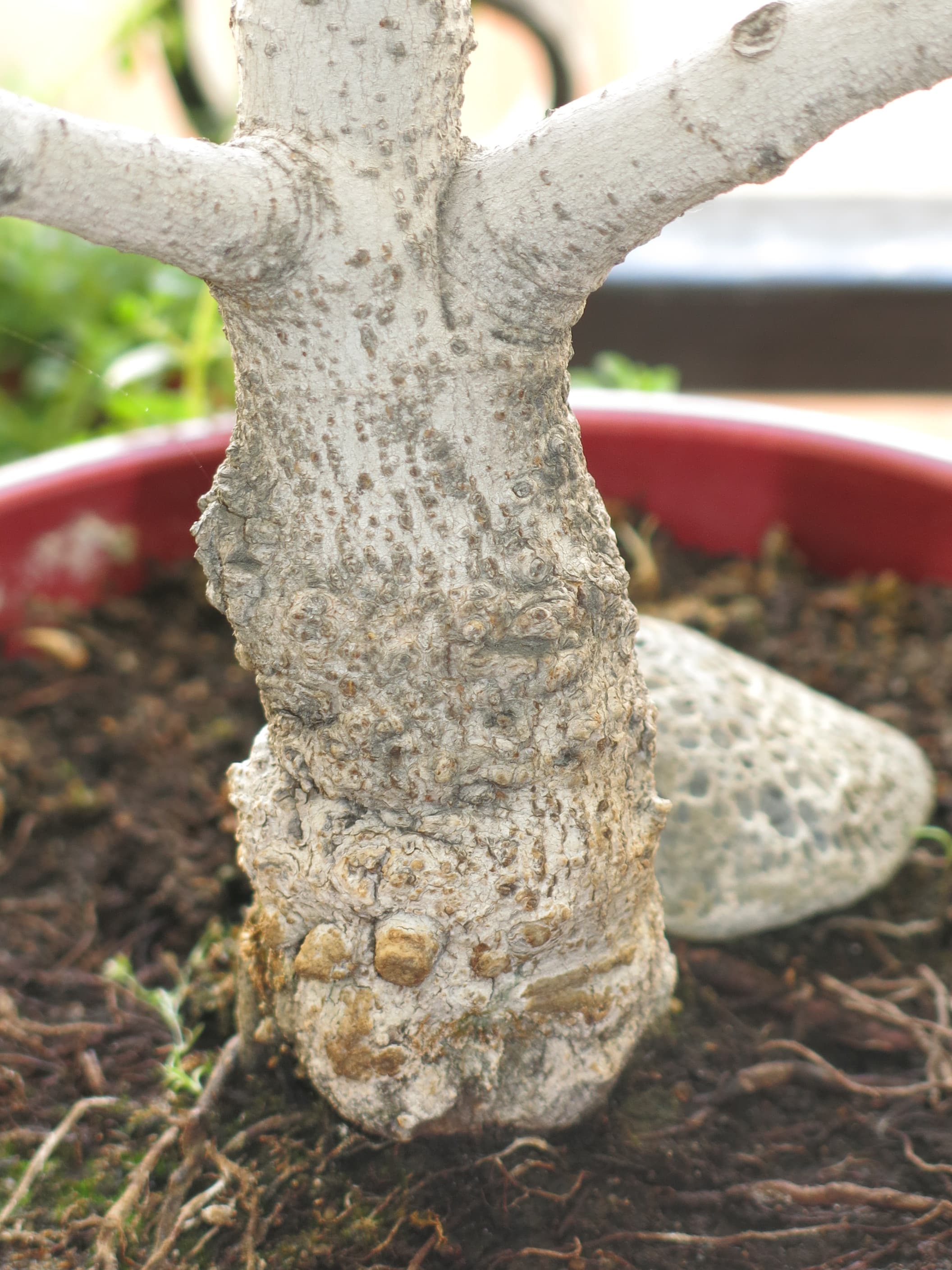 Common Fig Bonsai