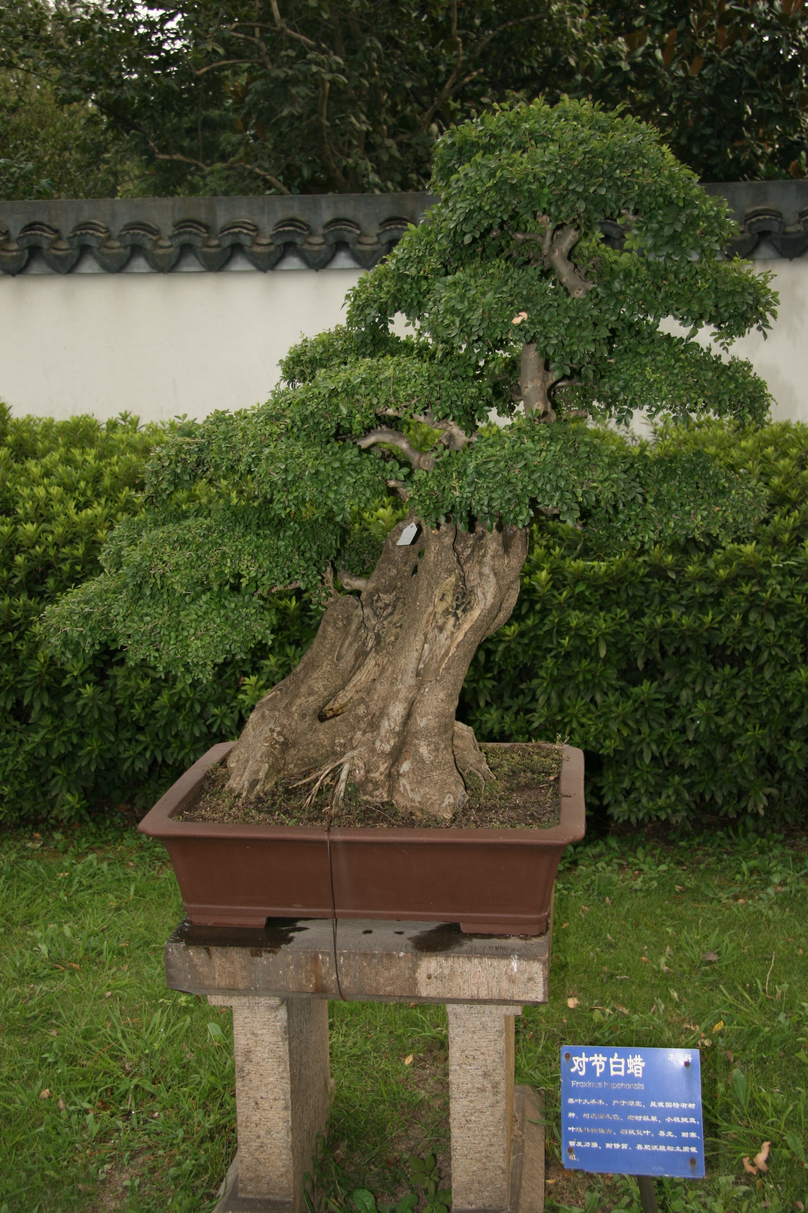 Hupeh Ash Penjing