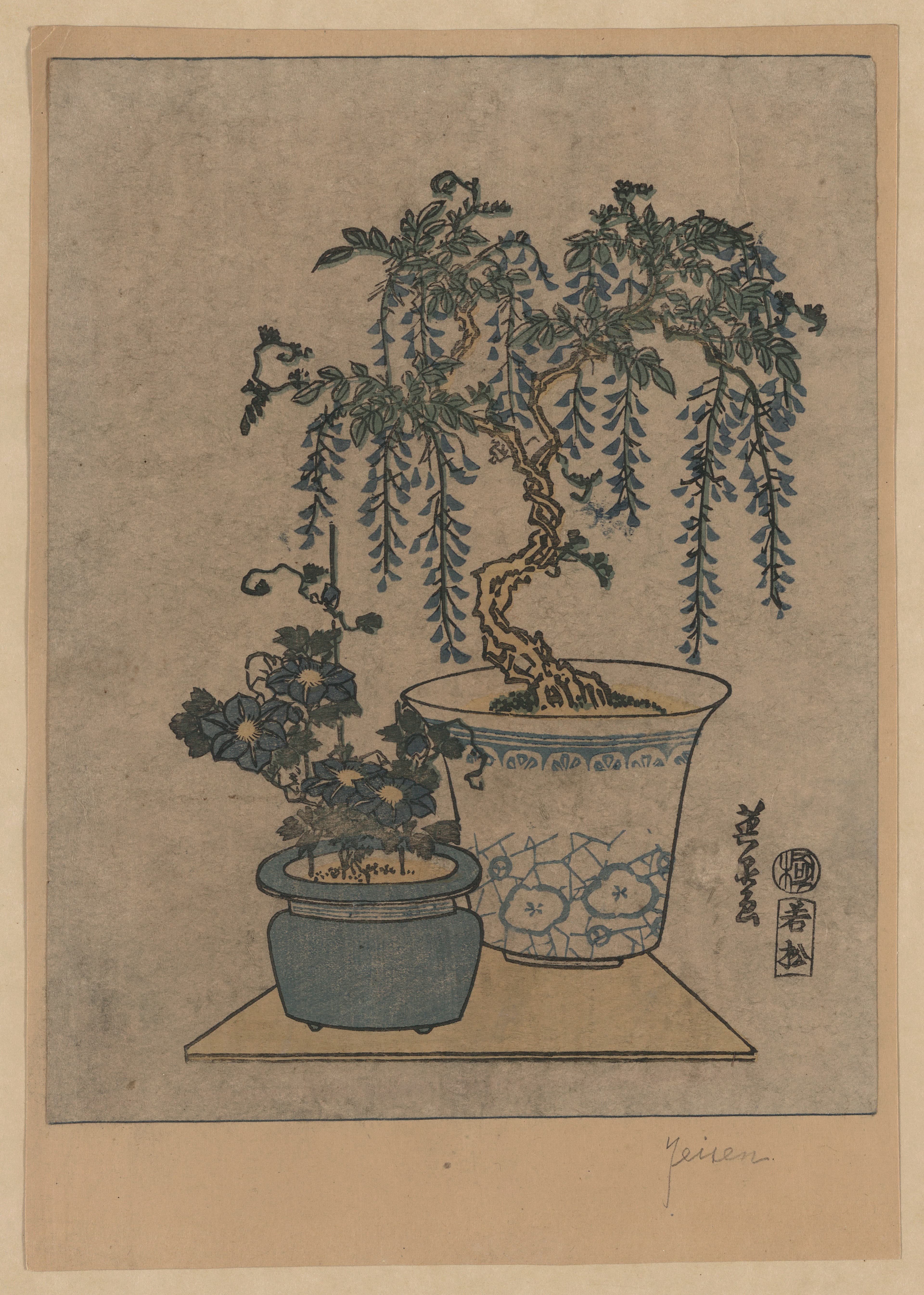 Flowering Wisteria Bonsai