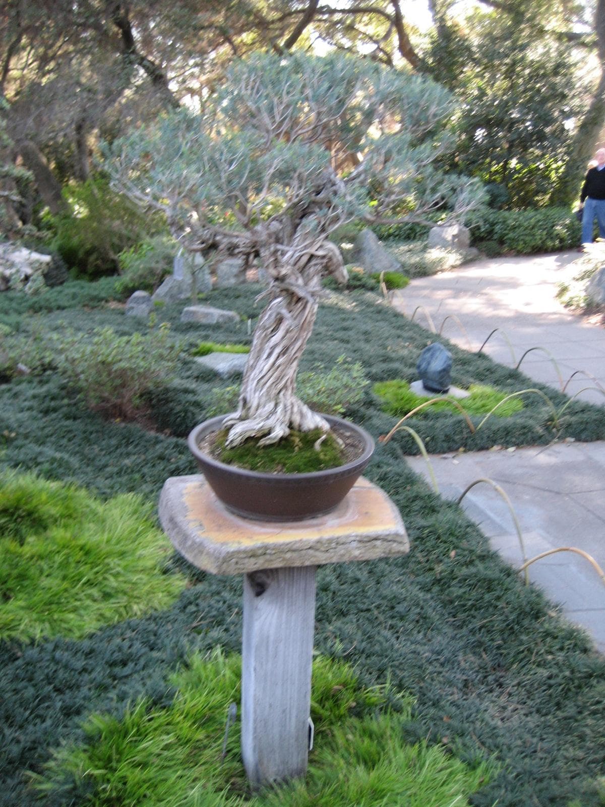 Gnarled Trunk Bonsai