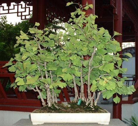 Ginkgo Forest Bonsai