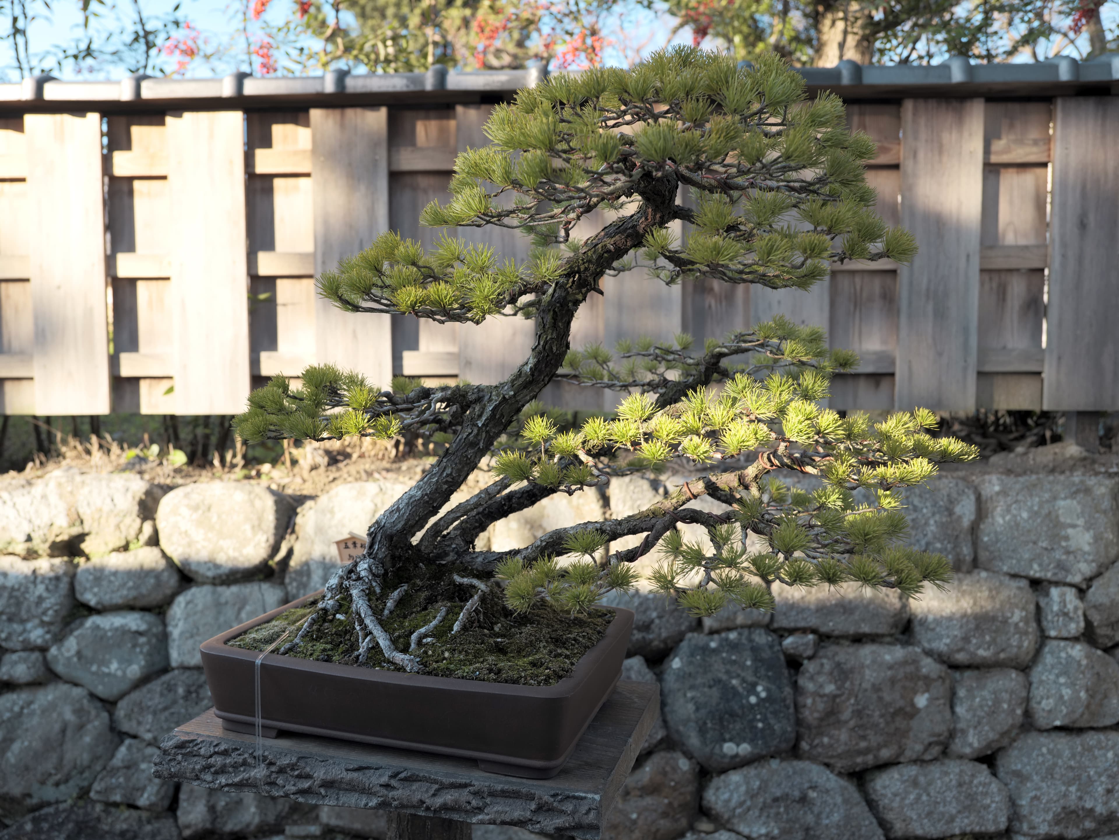 Japanese Black Pine Bonsai