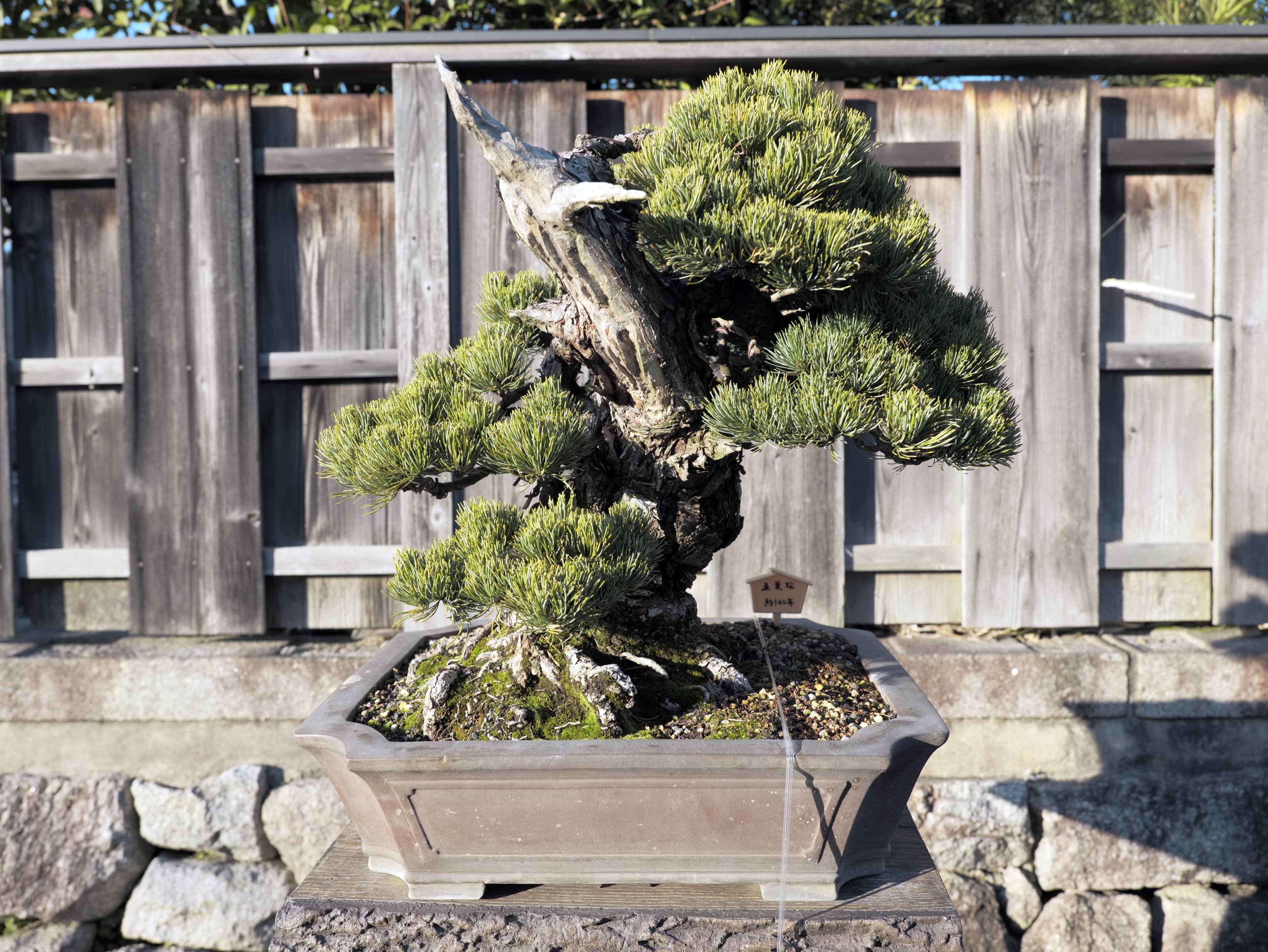 Ancient Japanese Black Pine Bonsai with Jin