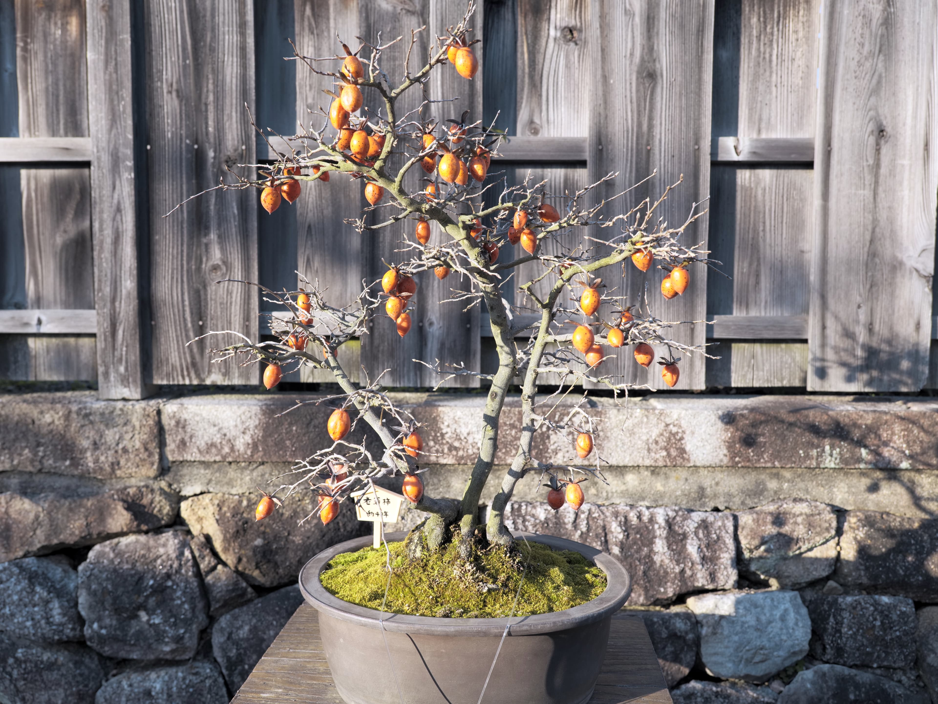 Japanese Persimmon Bonsai