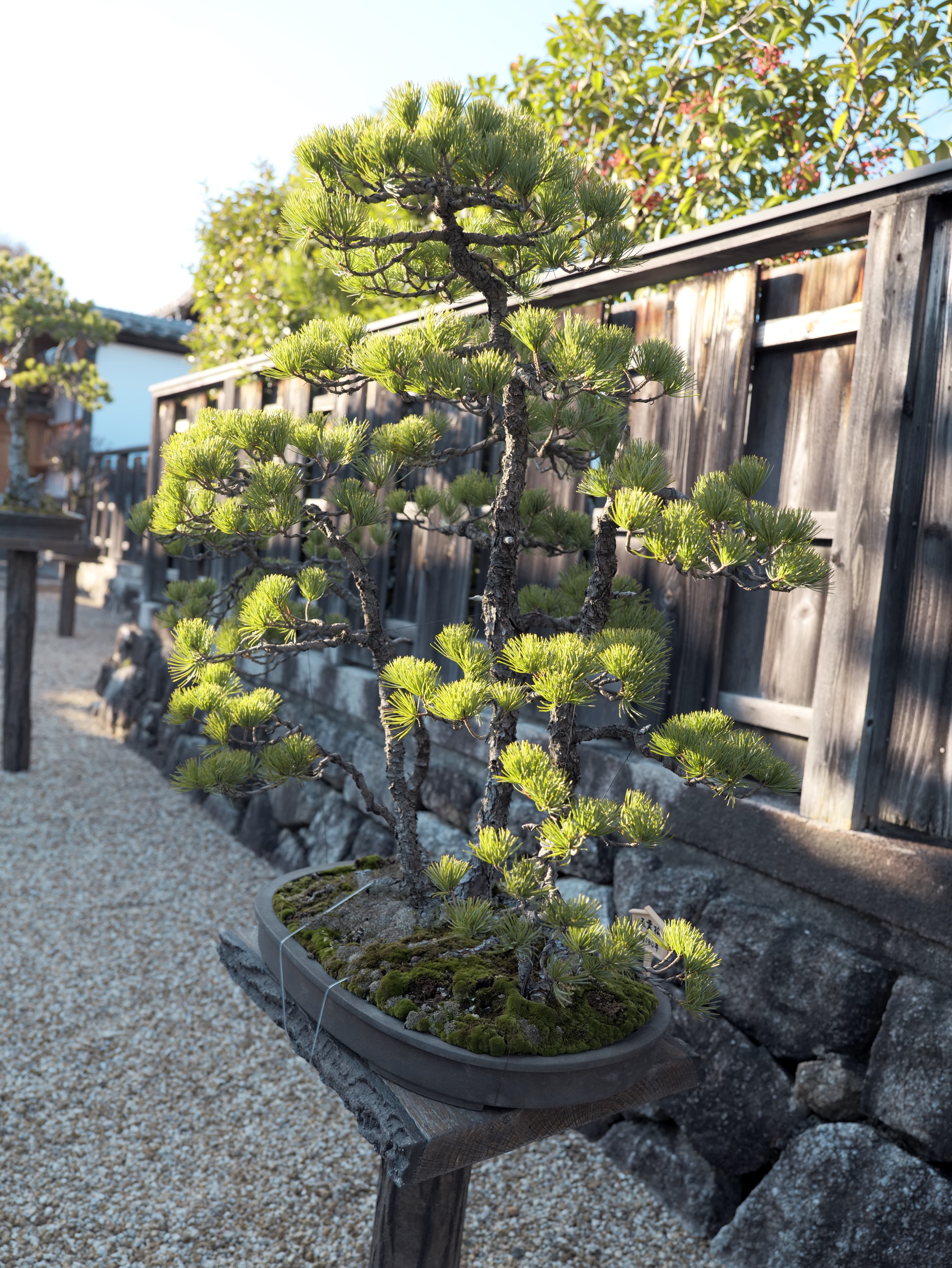Japanese Black Pine Forest Bonsai