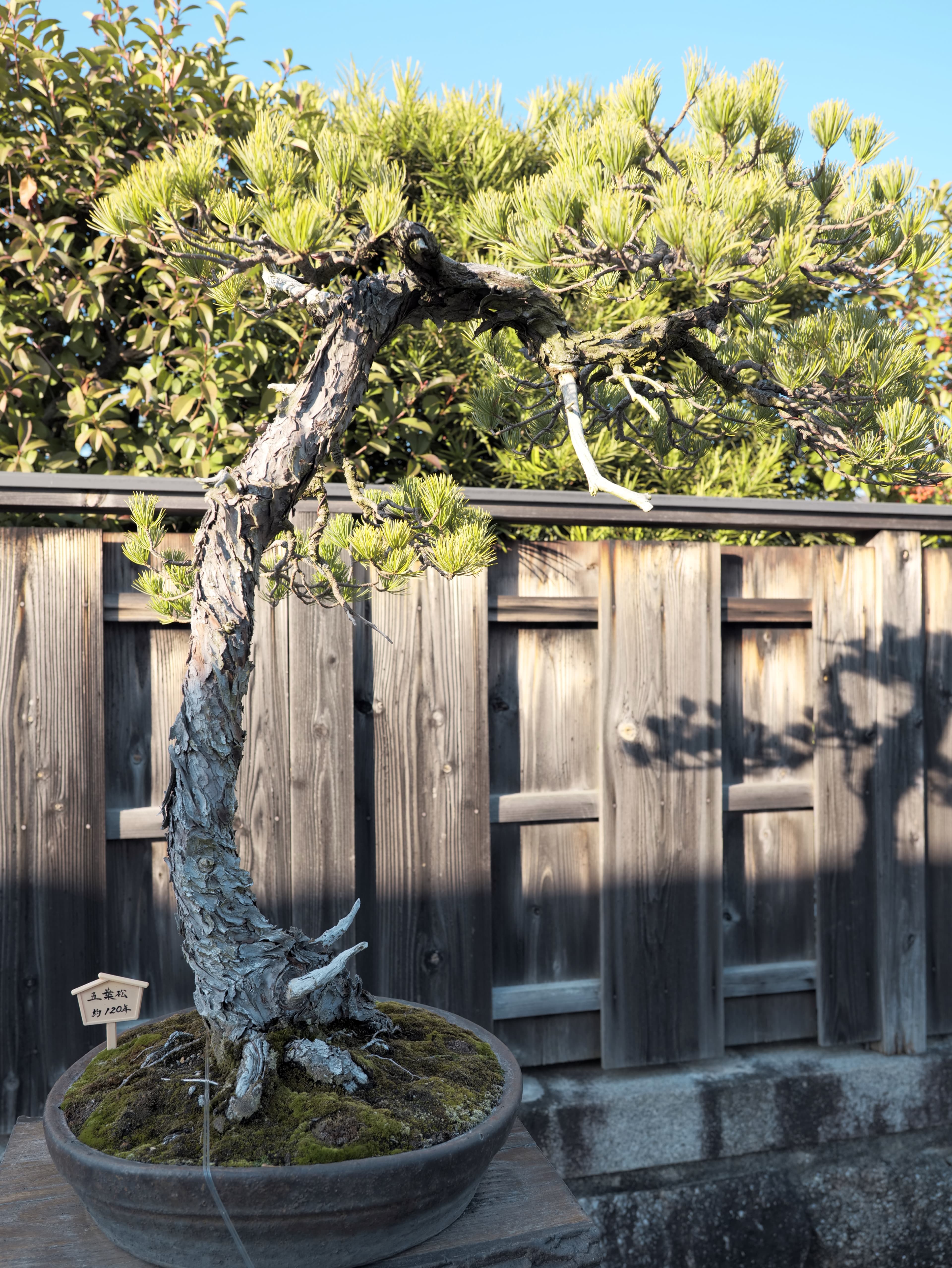 Japanese White Pine Informal Upright Bonsai