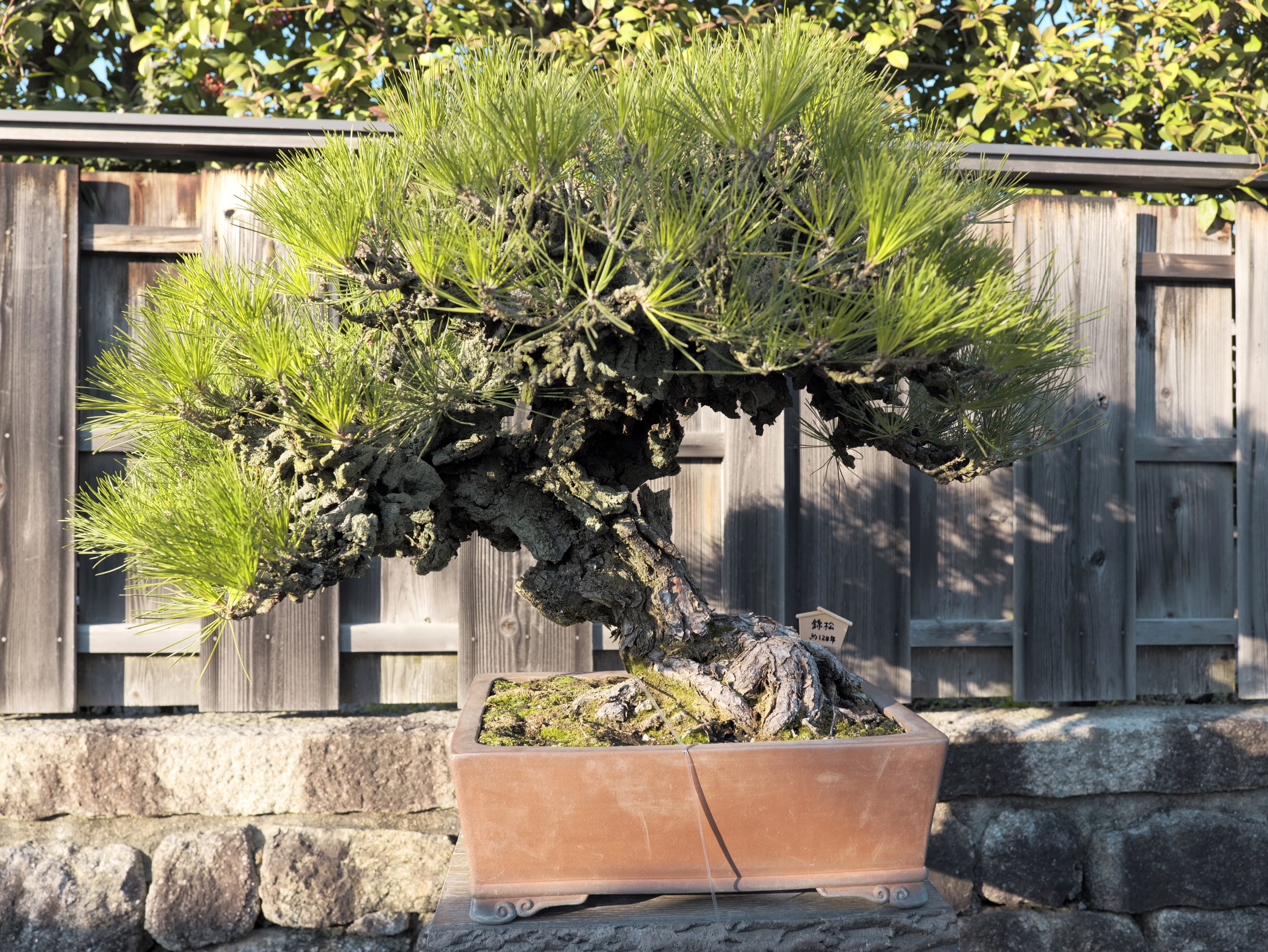 Aged Japanese Black Pine Bonsai