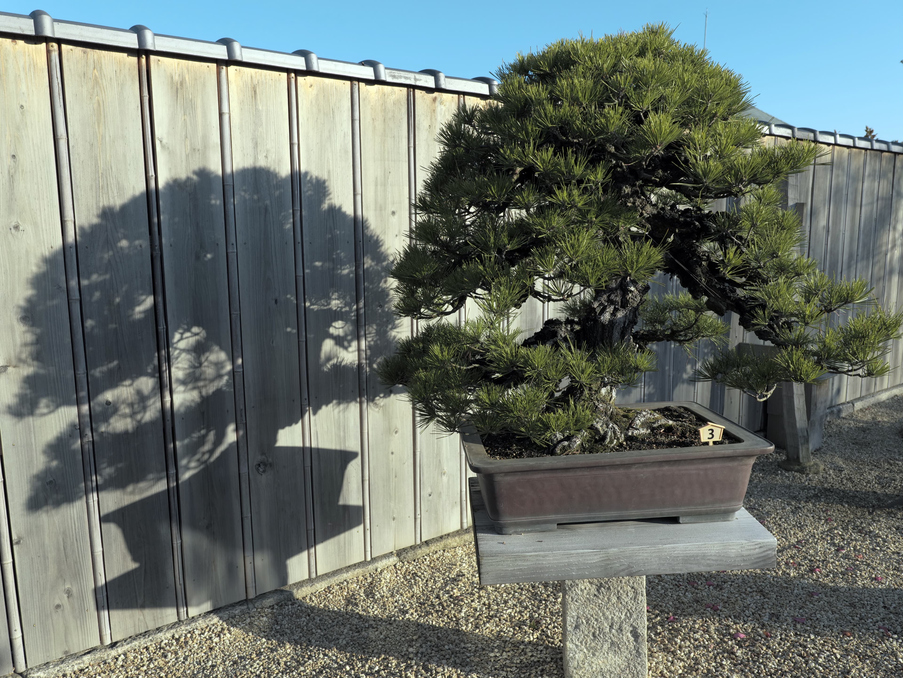 Japanese Black Pine Bonsai