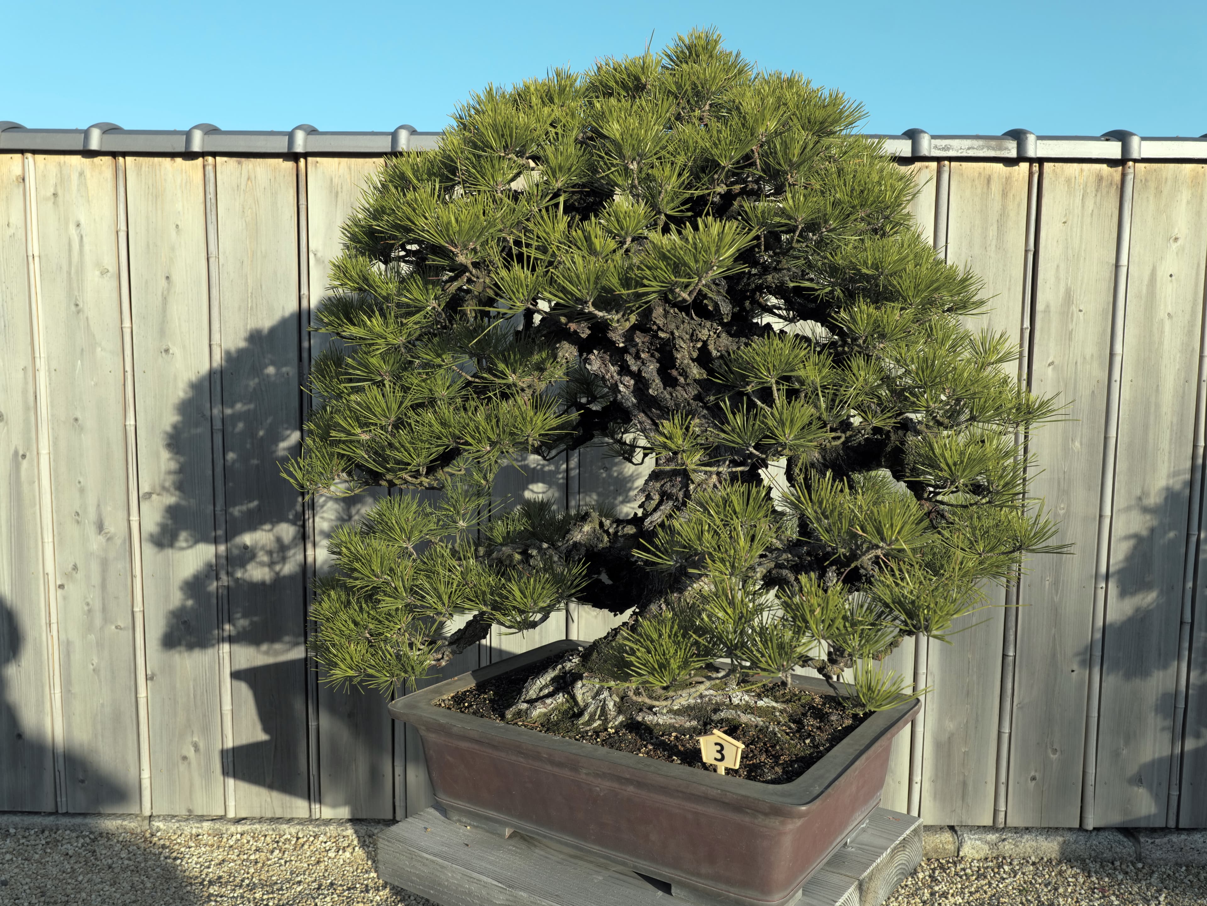 Mature Japanese Black Pine Bonsai