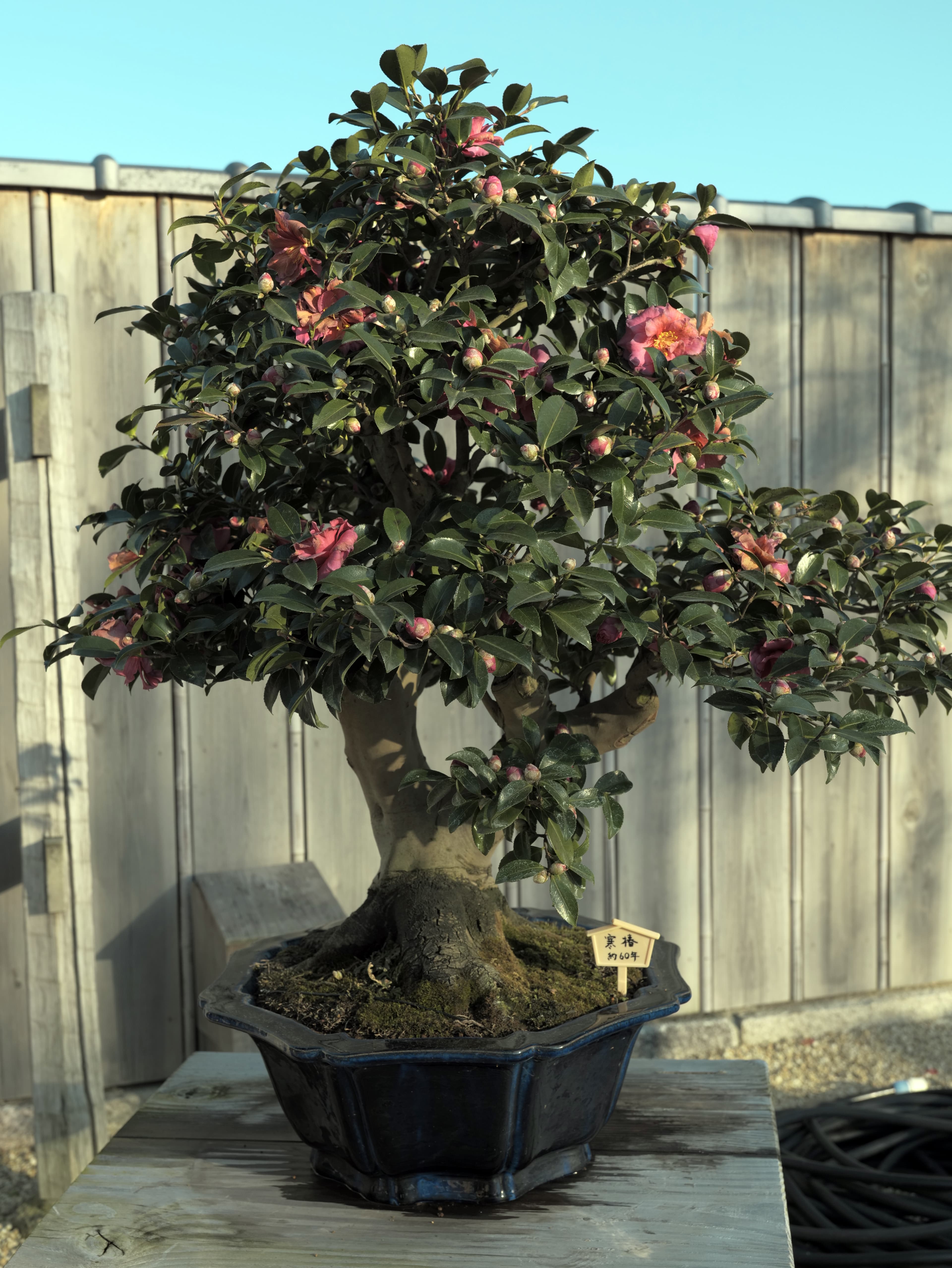 Japanese Camellia Bonsai